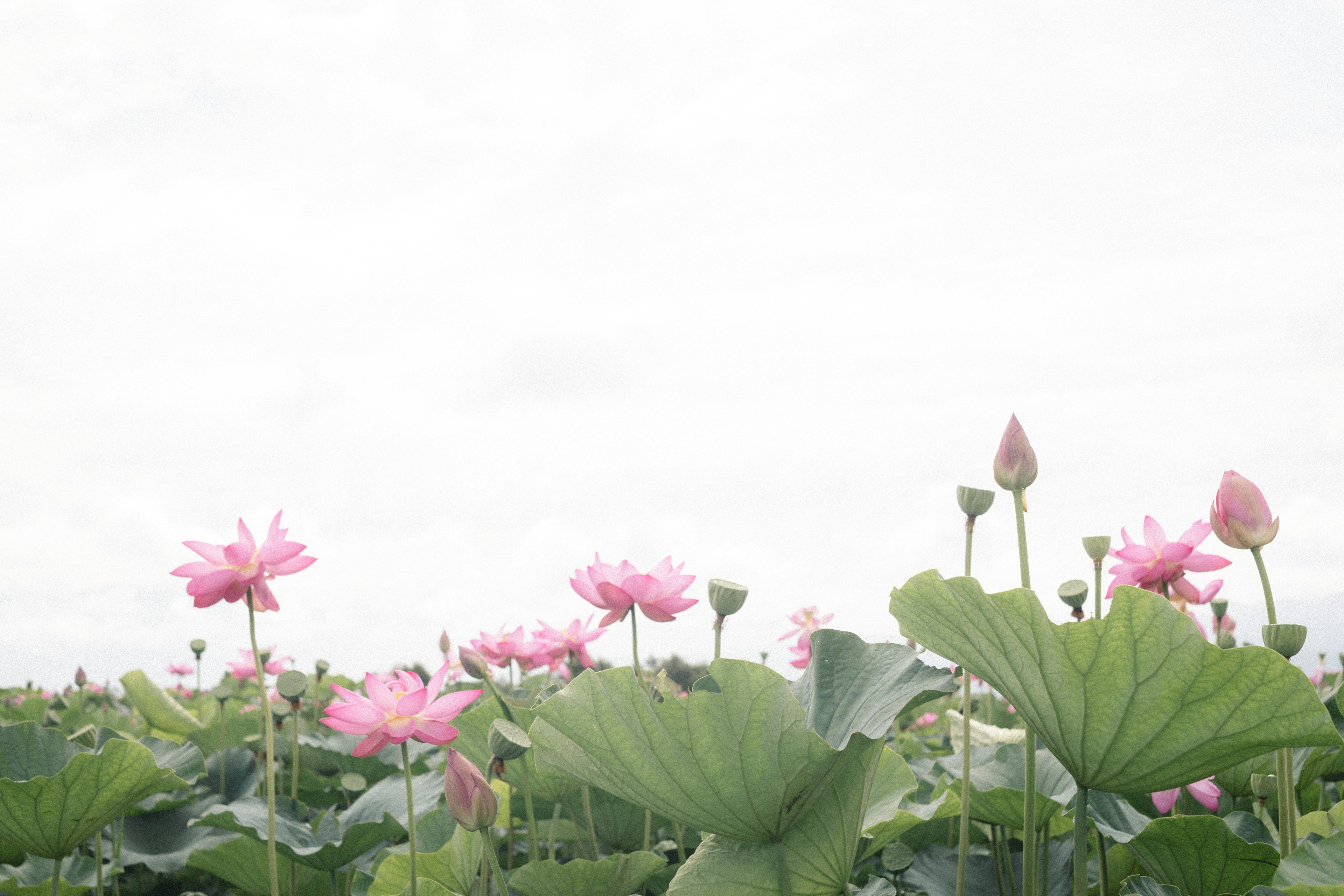 美しいピンクのハスの花が咲く池の風景