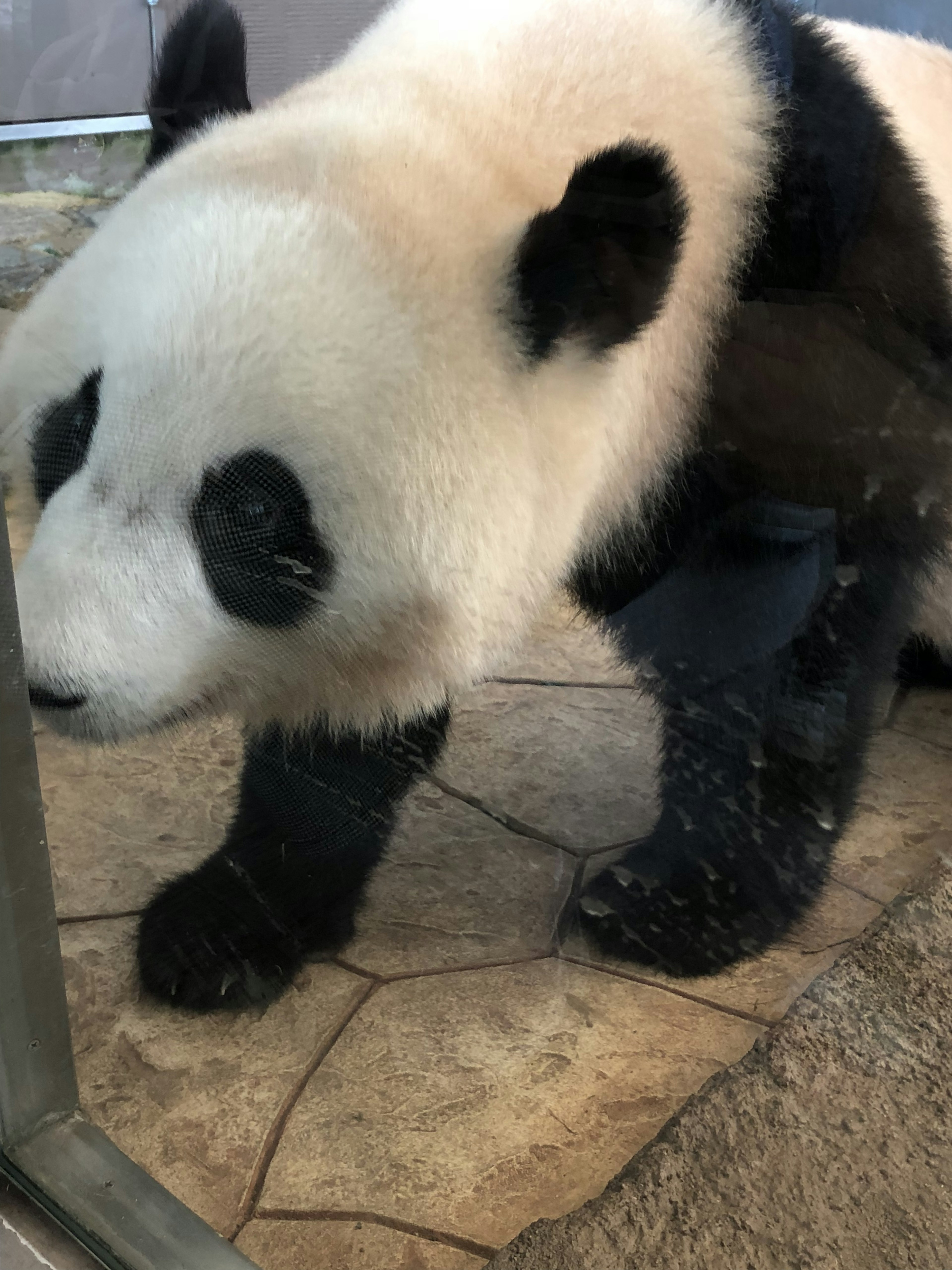 Panda berjalan dekat kaca