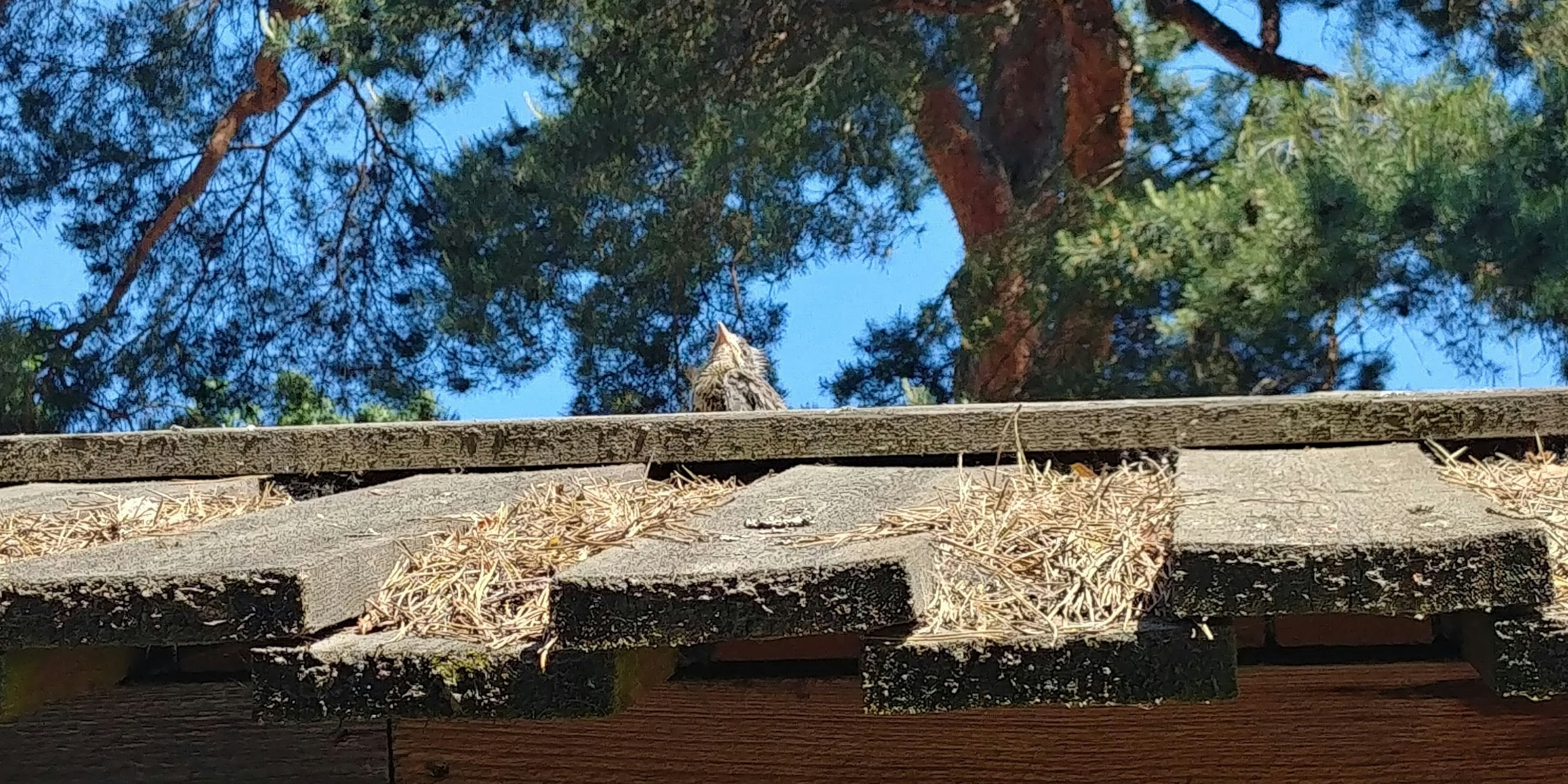 Small animal on a roof with blue sky in the background