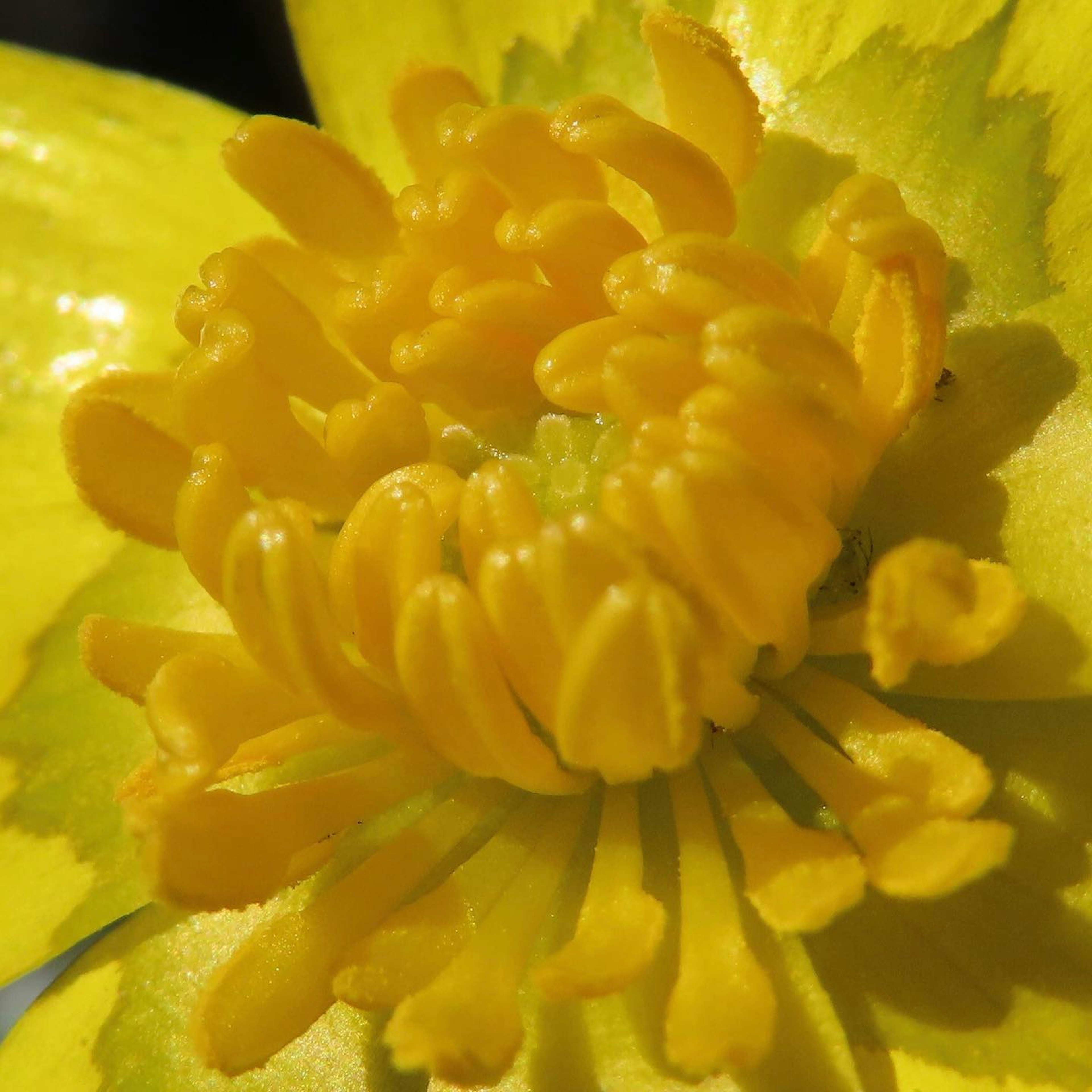 Nahaufnahme einer lebhaften gelben Blume mit komplexen Blütenblattdetails