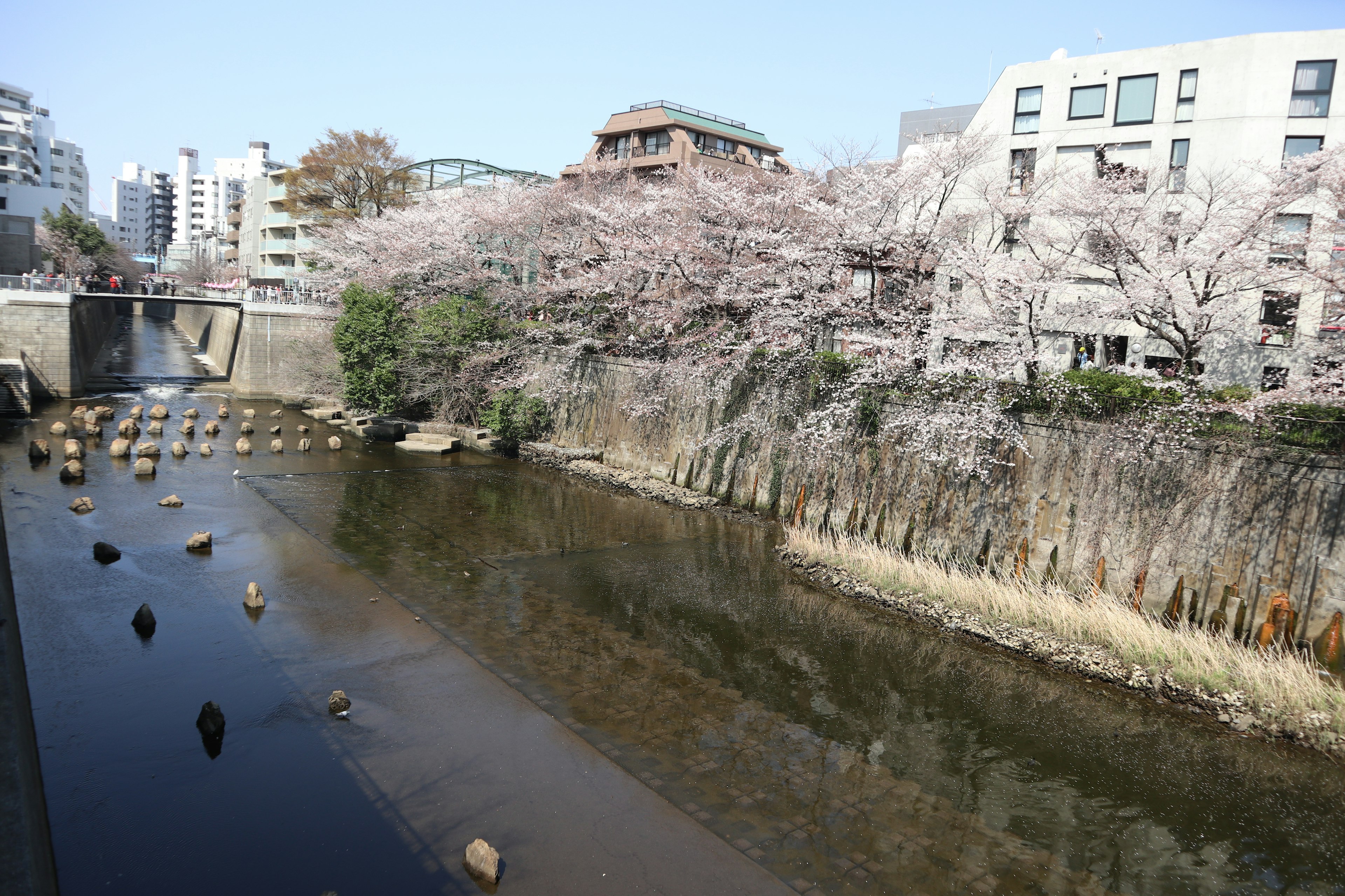 Pemandangan sungai yang dikelilingi pohon sakura bangunan perkotaan di latar belakang