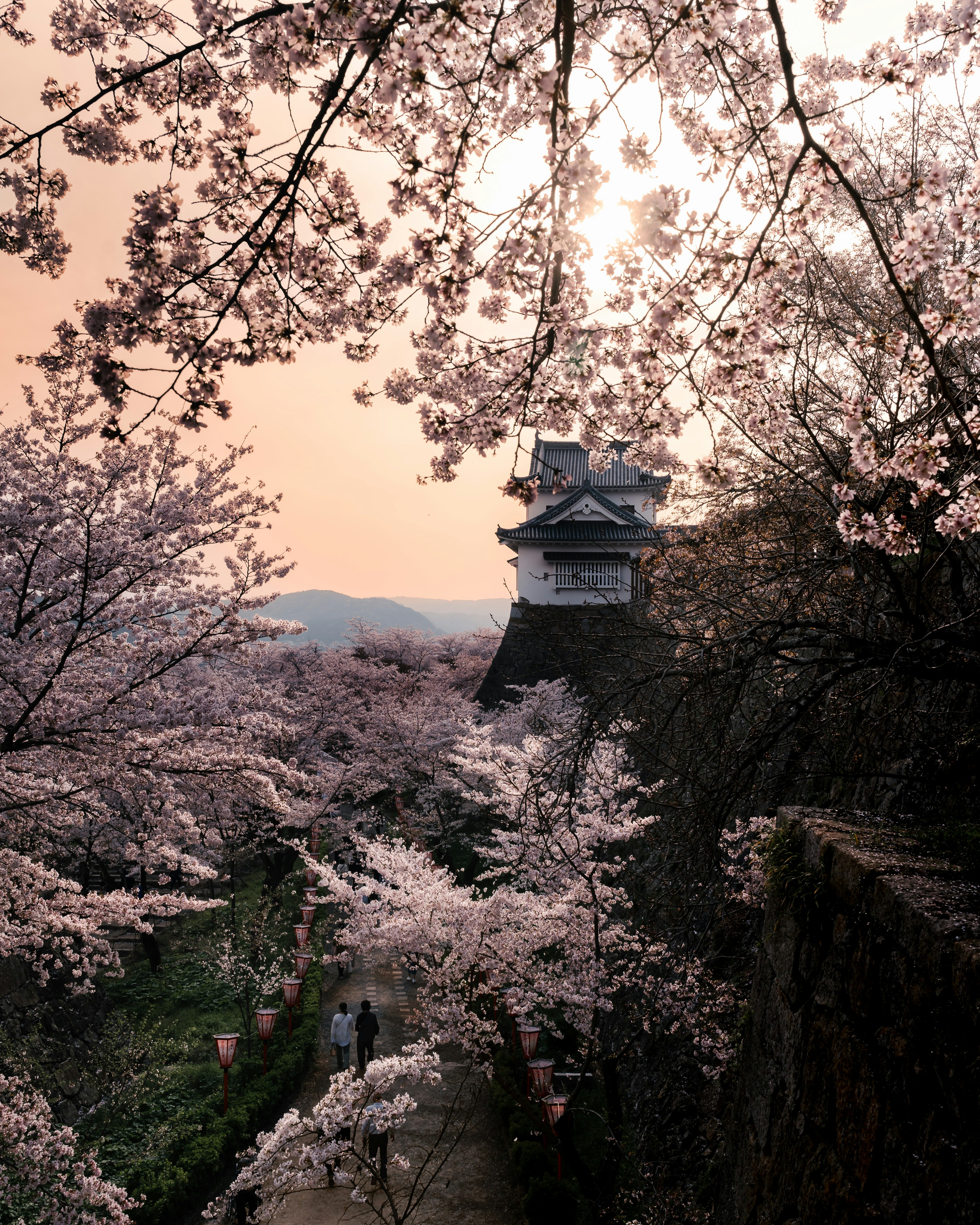 Una torre di castello circondata da alberi di ciliegio in fiore