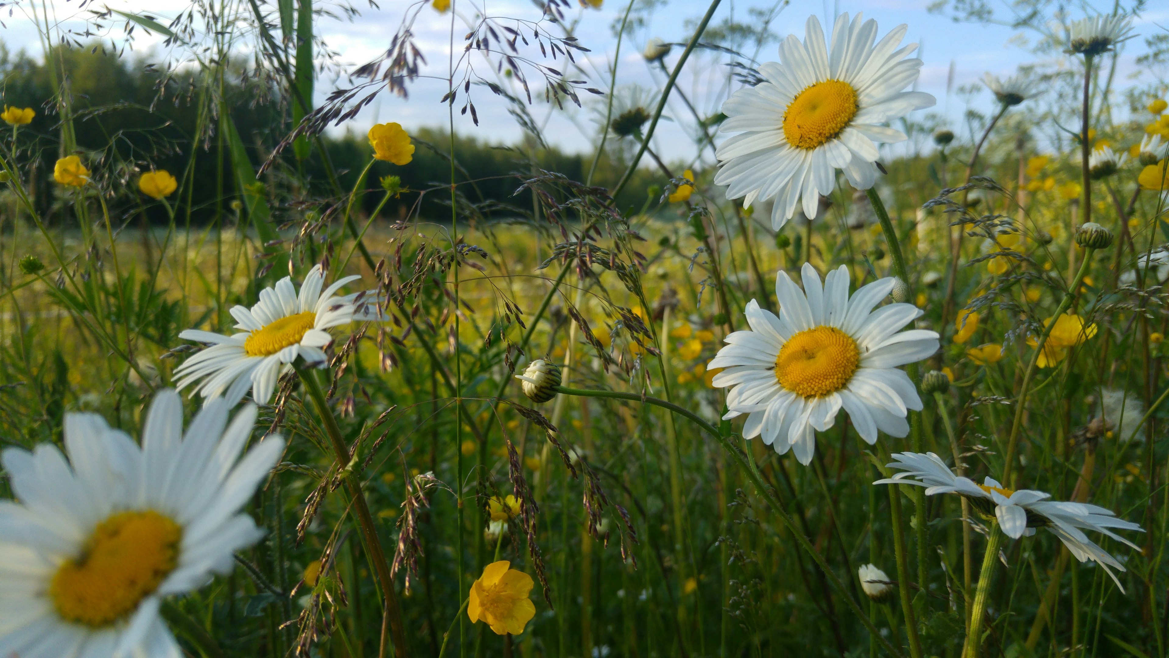 Campo di margherite bianche e fiori gialli sotto un cielo blu