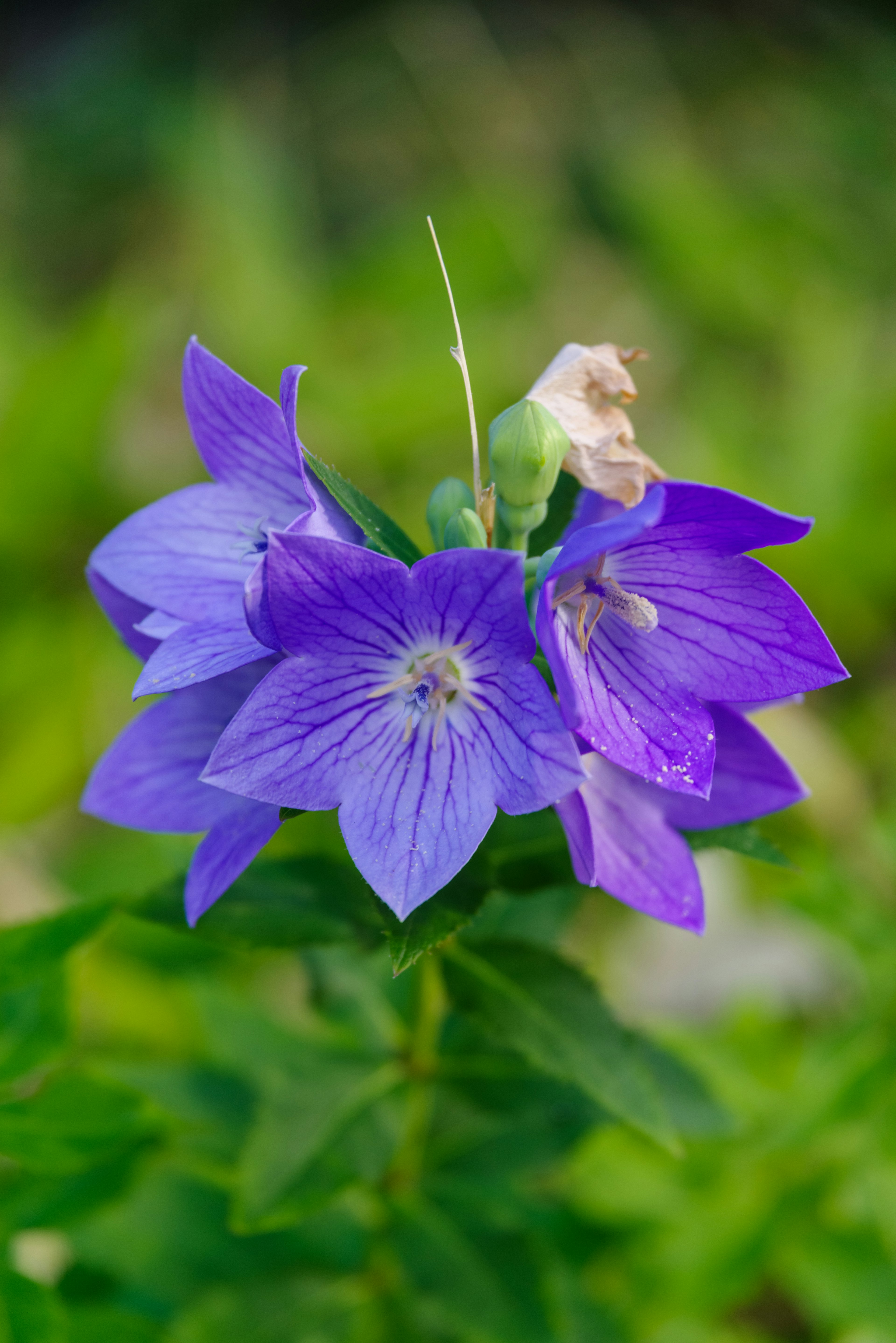 Primo piano di un bellissimo fiore viola in piena fioritura