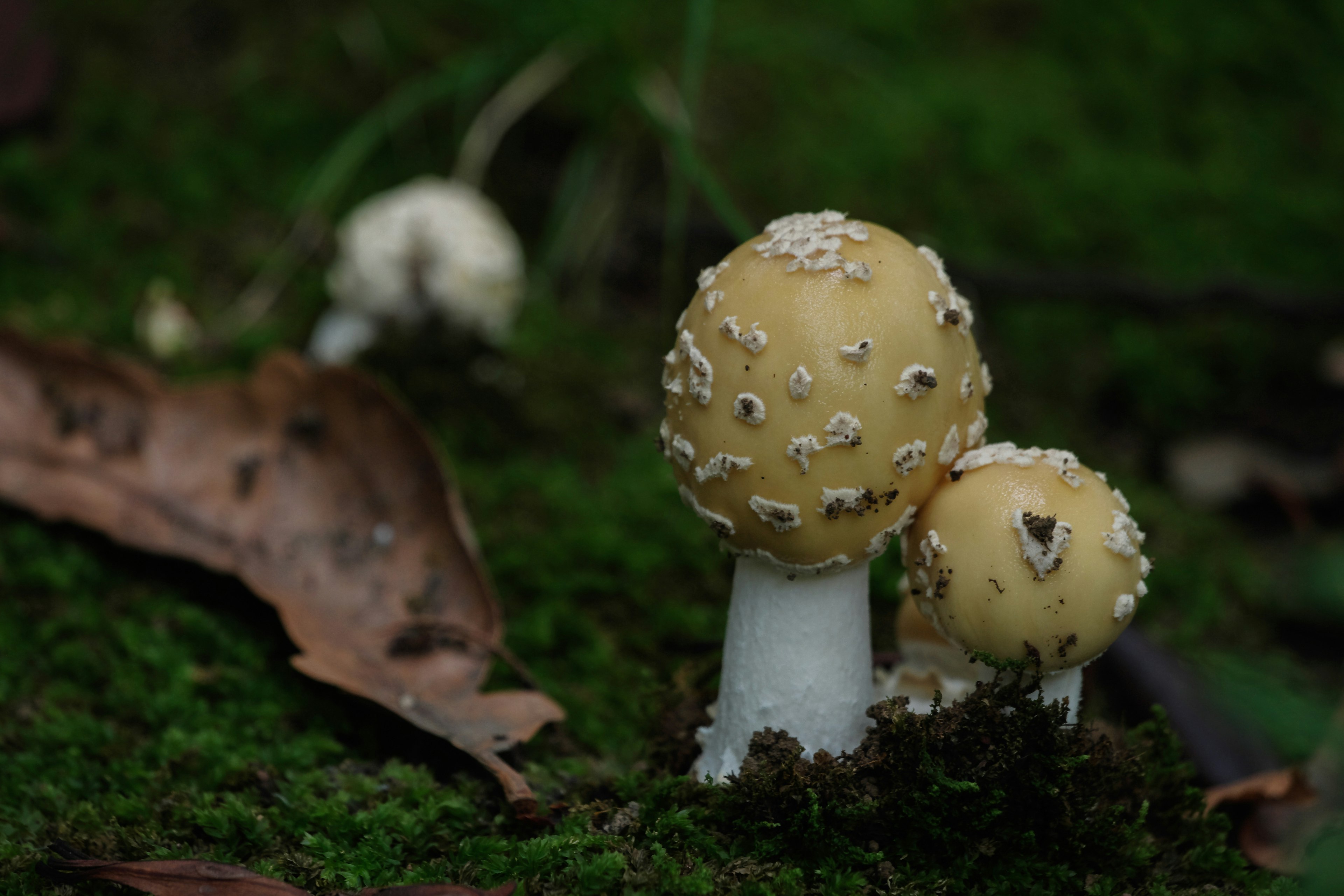 一群黄色蘑菇生长在绿色苔藓上，旁边有枯叶