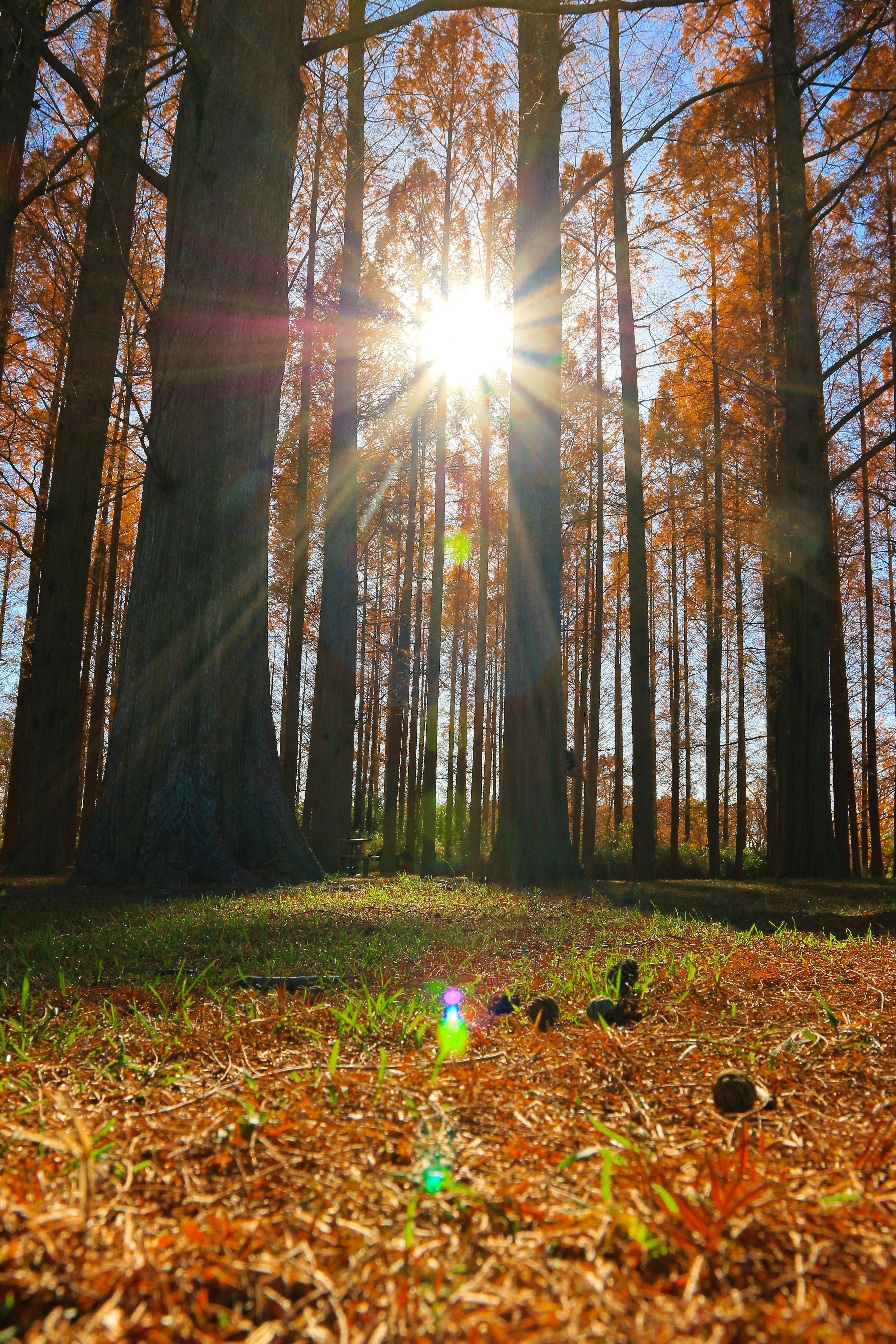 Foresta autunnale con la luce del sole che filtra tra alberi alti erba verde e foglie cadute sul terreno