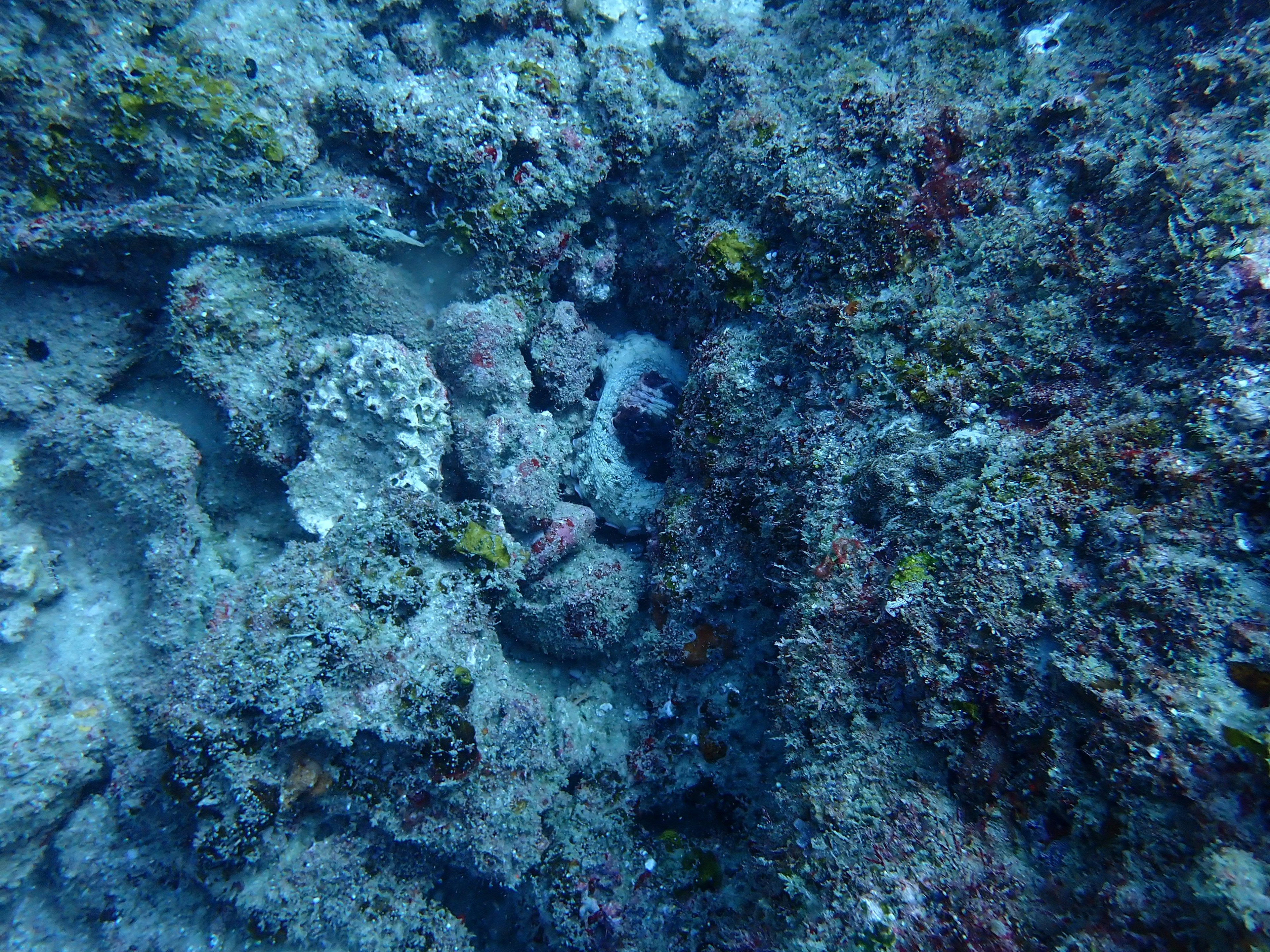 Gambar rinci terumbu karang di bawah laut di lautan biru