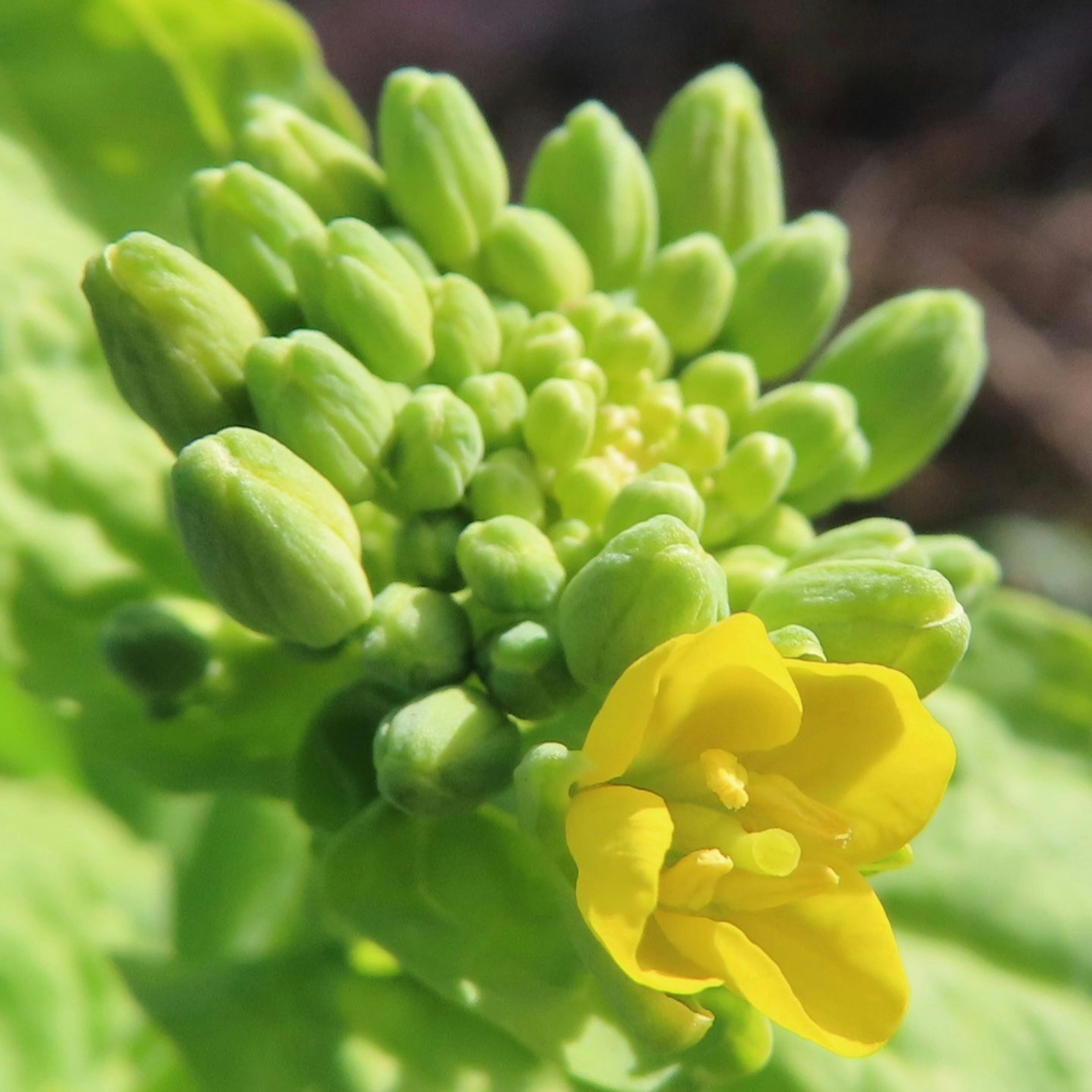 Nahaufnahme einer Pflanze mit grünen Knospen und einer einzelnen gelben Blüte