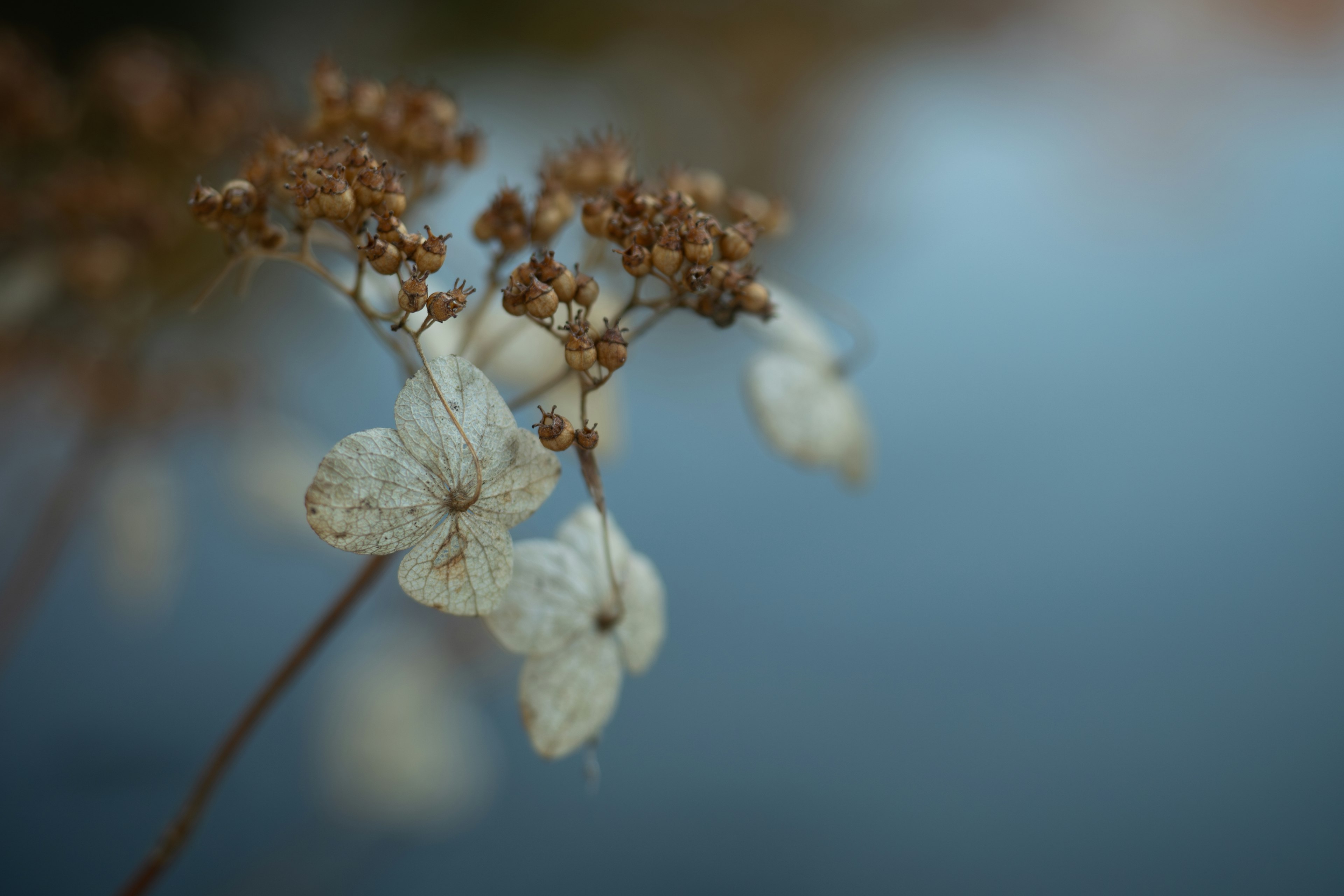 Nahaufnahme von getrockneten Blumen vor einer Wasseroberfläche mit weißen Blütenblättern und braunen Samen