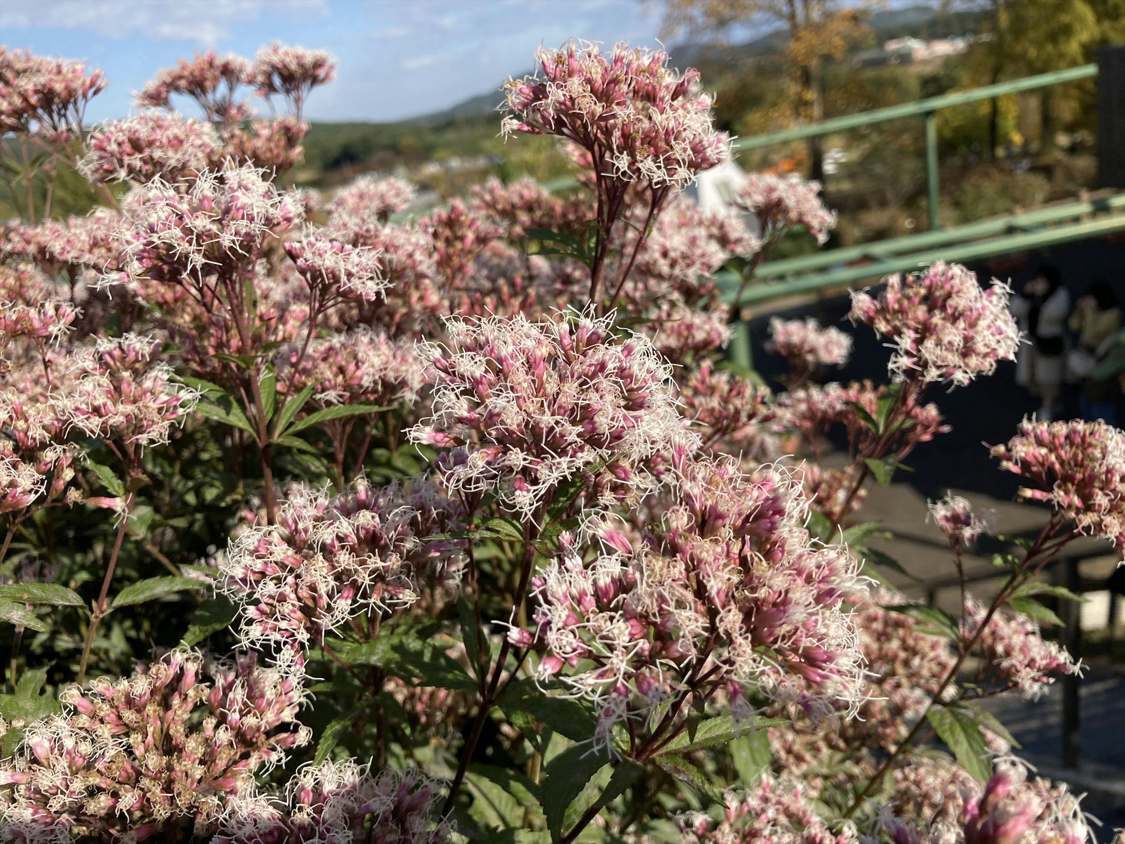 ピンクの花が咲く植物のクローズアップ風景