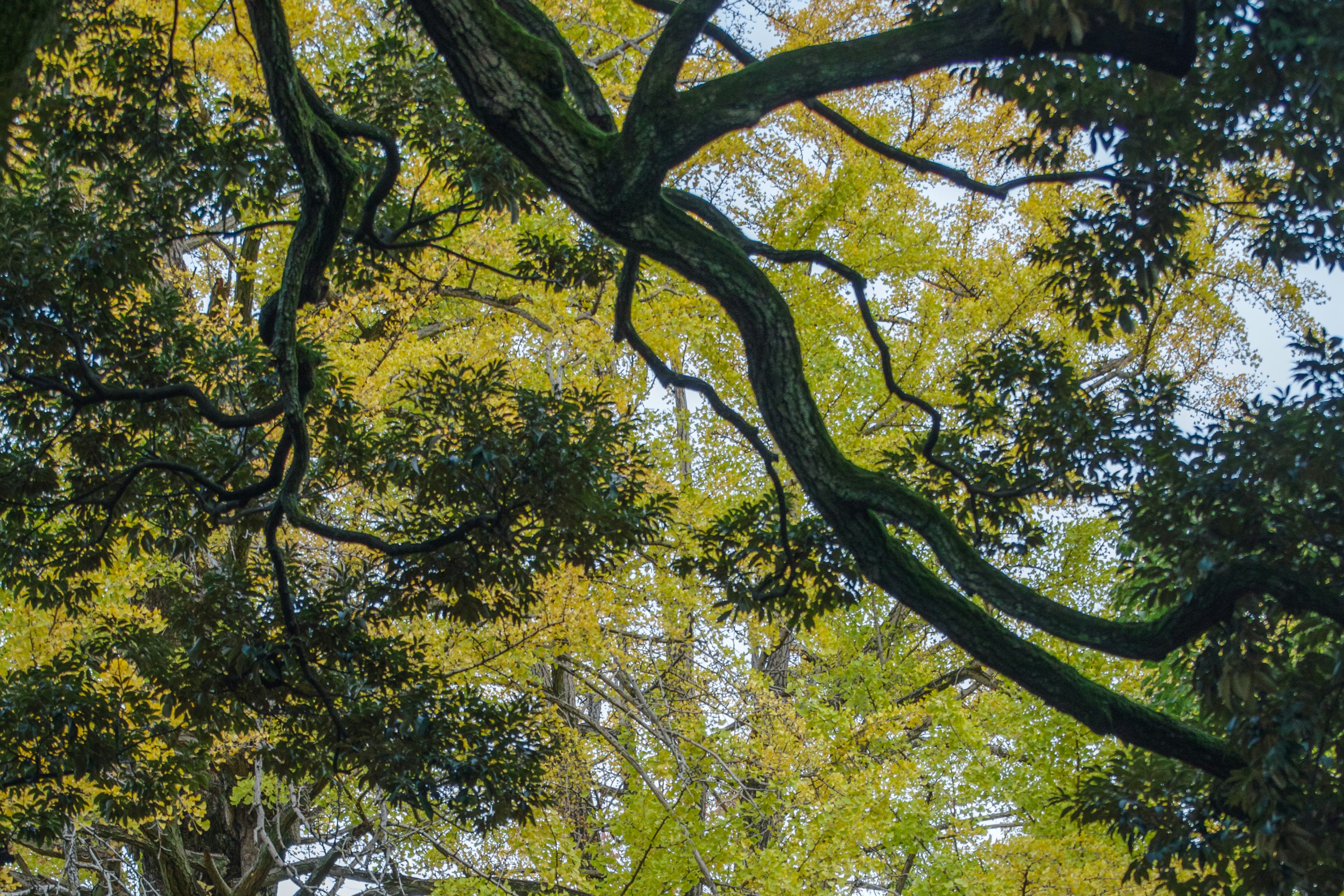 Vista superior de un árbol con hojas coloridas y ramas gruesas