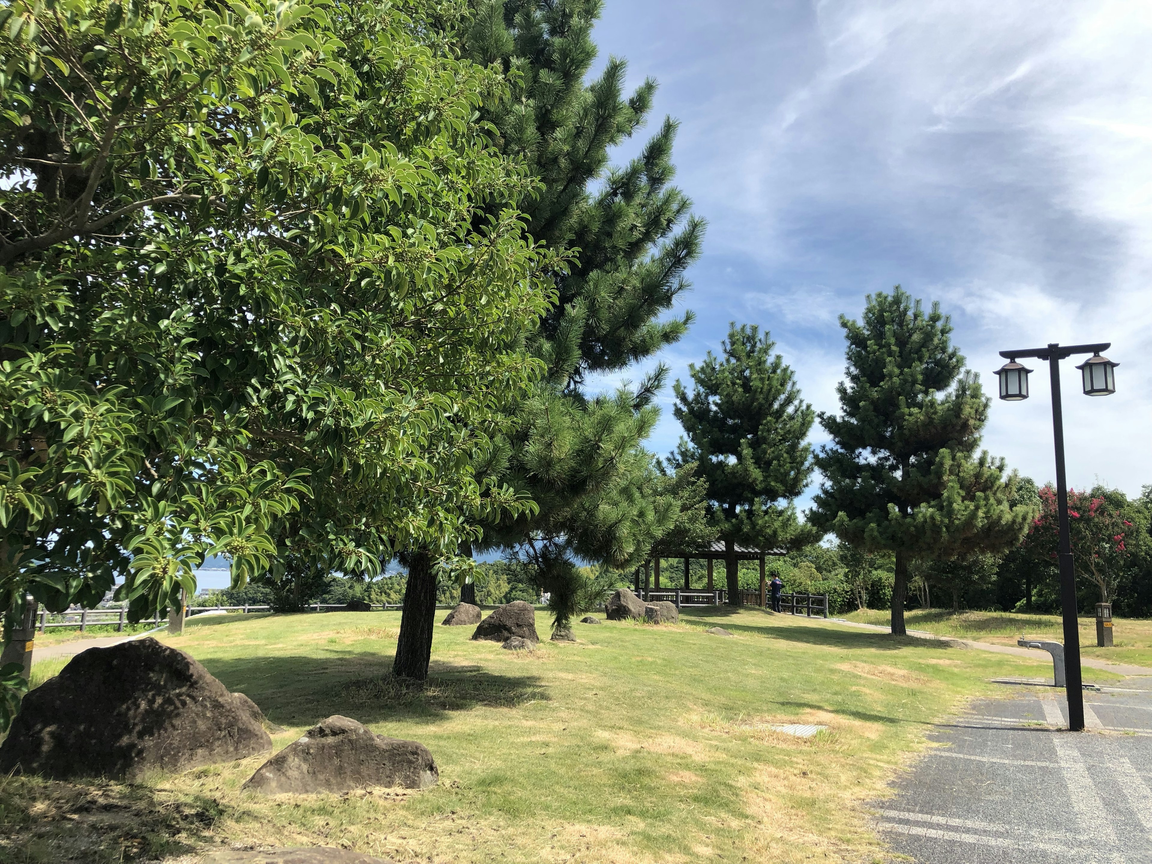 Scena di parco lussureggiante con alberi alti e un sentiero sotto un cielo blu