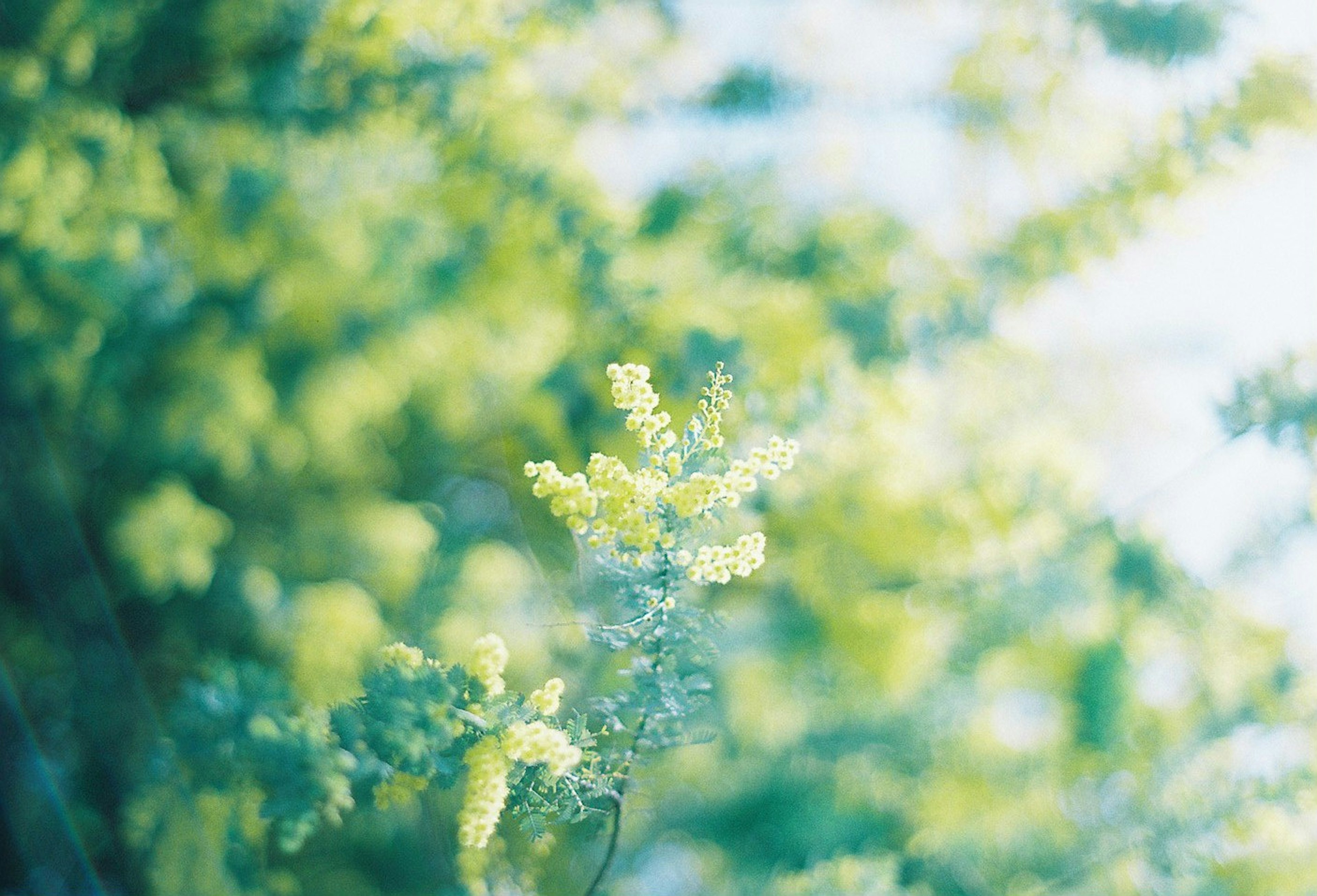 青々とした背景に黄色い花が咲く植物のクローズアップ