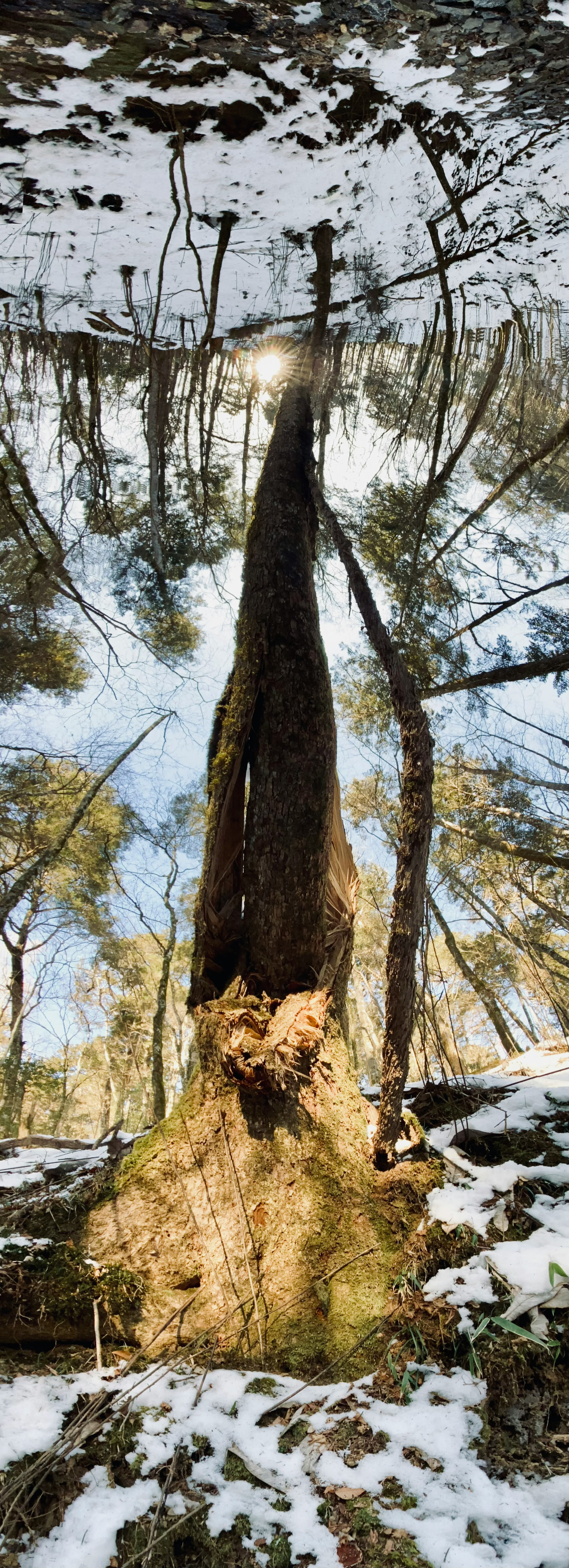 Riflessione capovolta di un tronco d'albero e superficie d'acqua in una foresta innevata