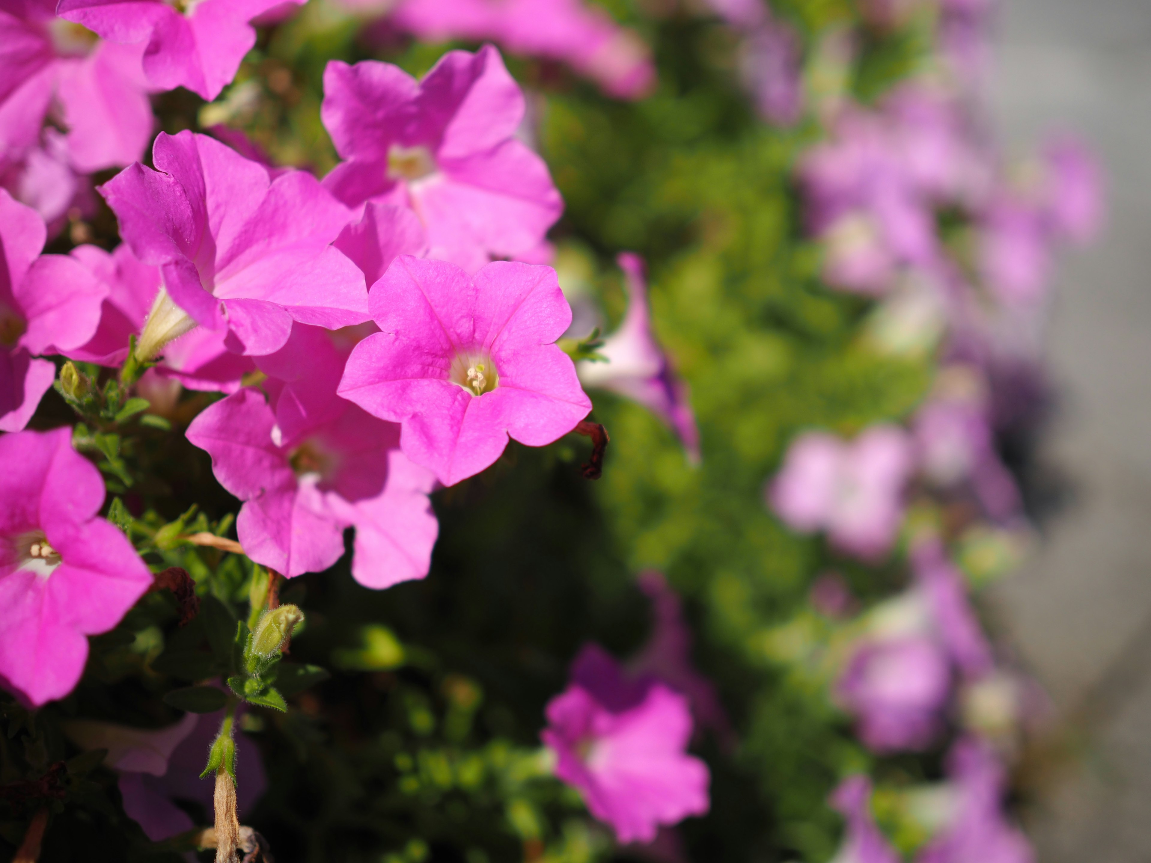 Gros plan de fleurs roses vives en fleurs dans un jardin