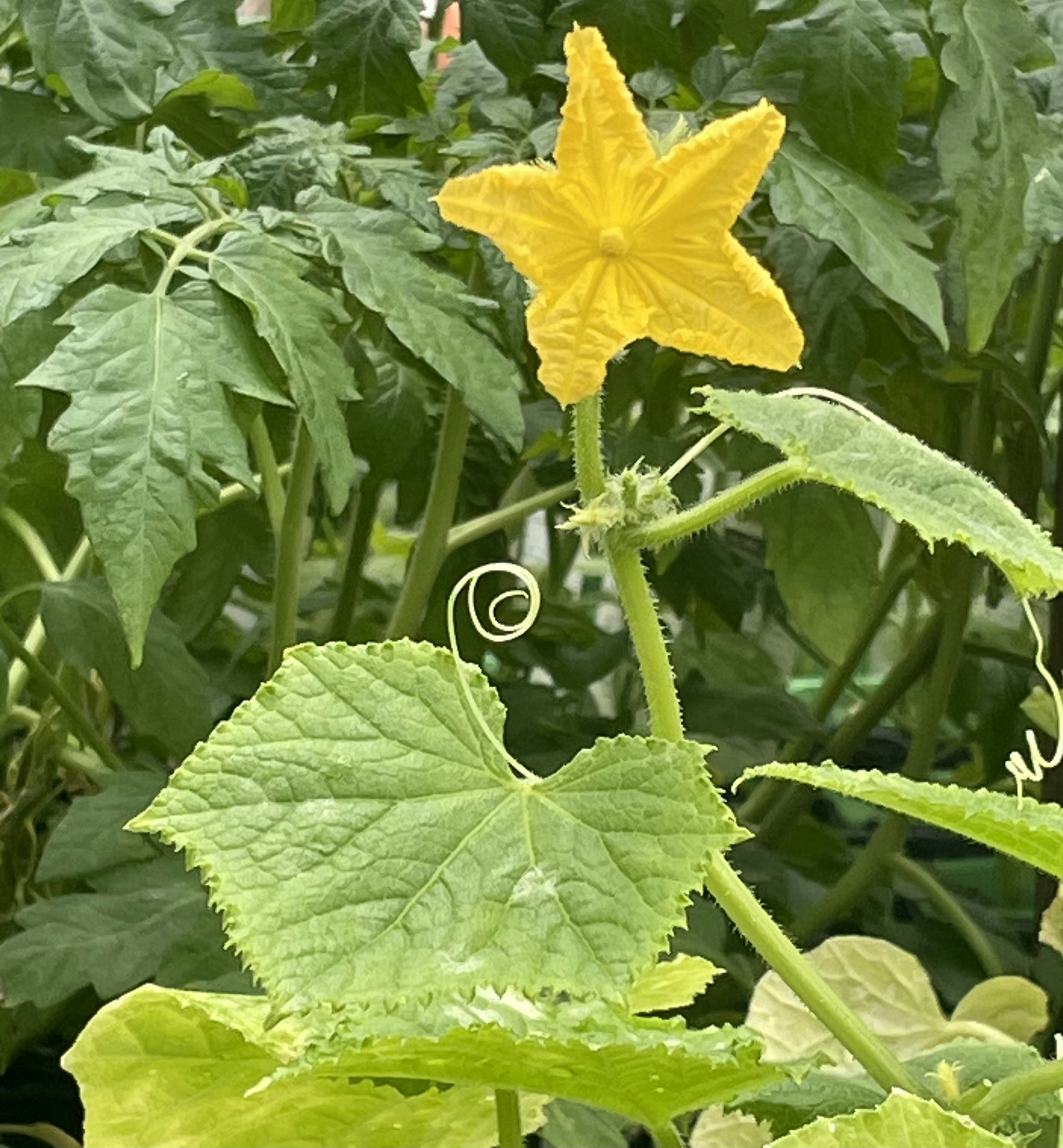 Bild einer gelben Gurkenblüte mit grünen Blättern