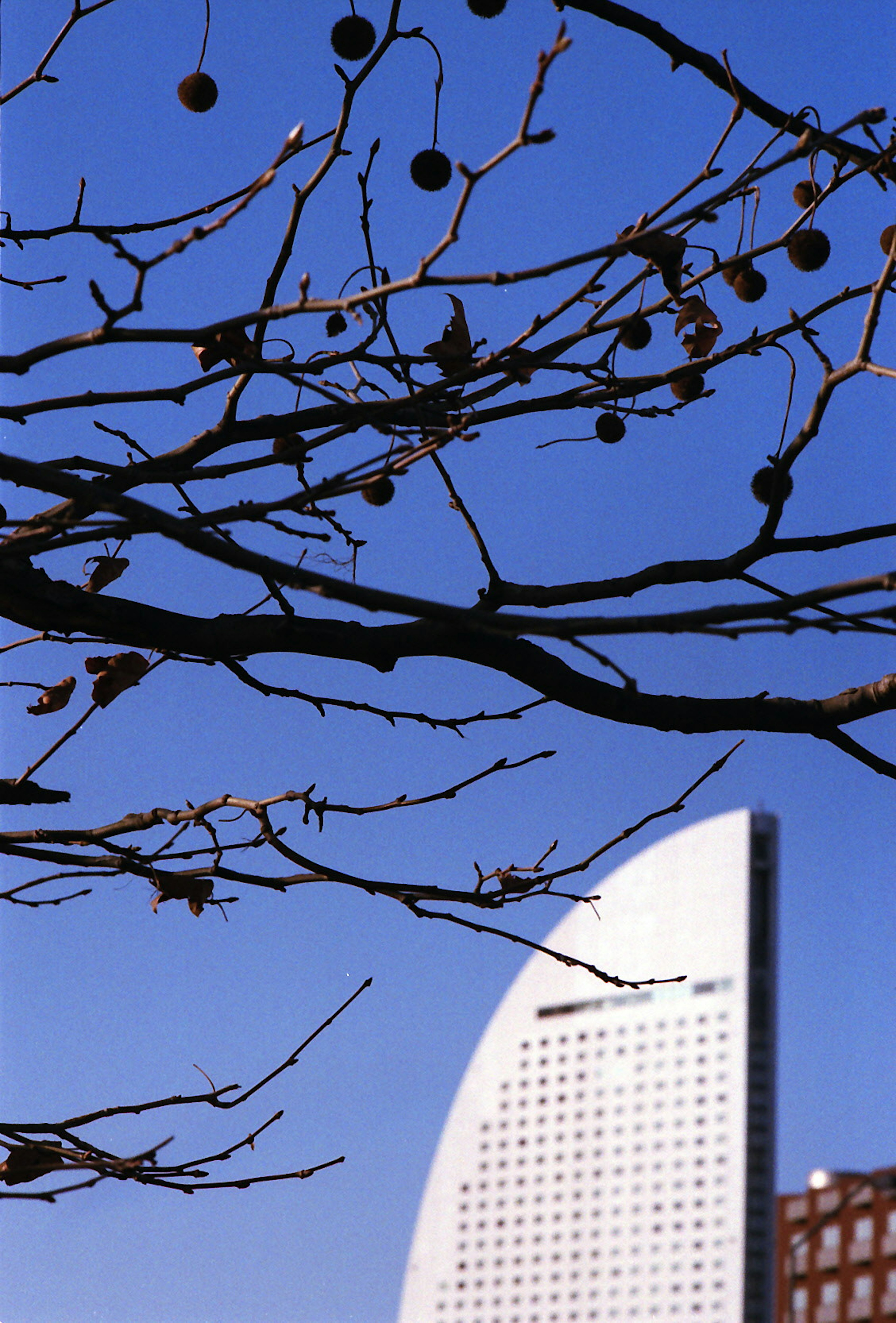 Baumäste mit Früchten vor blauem Himmel und modernem Gebäude