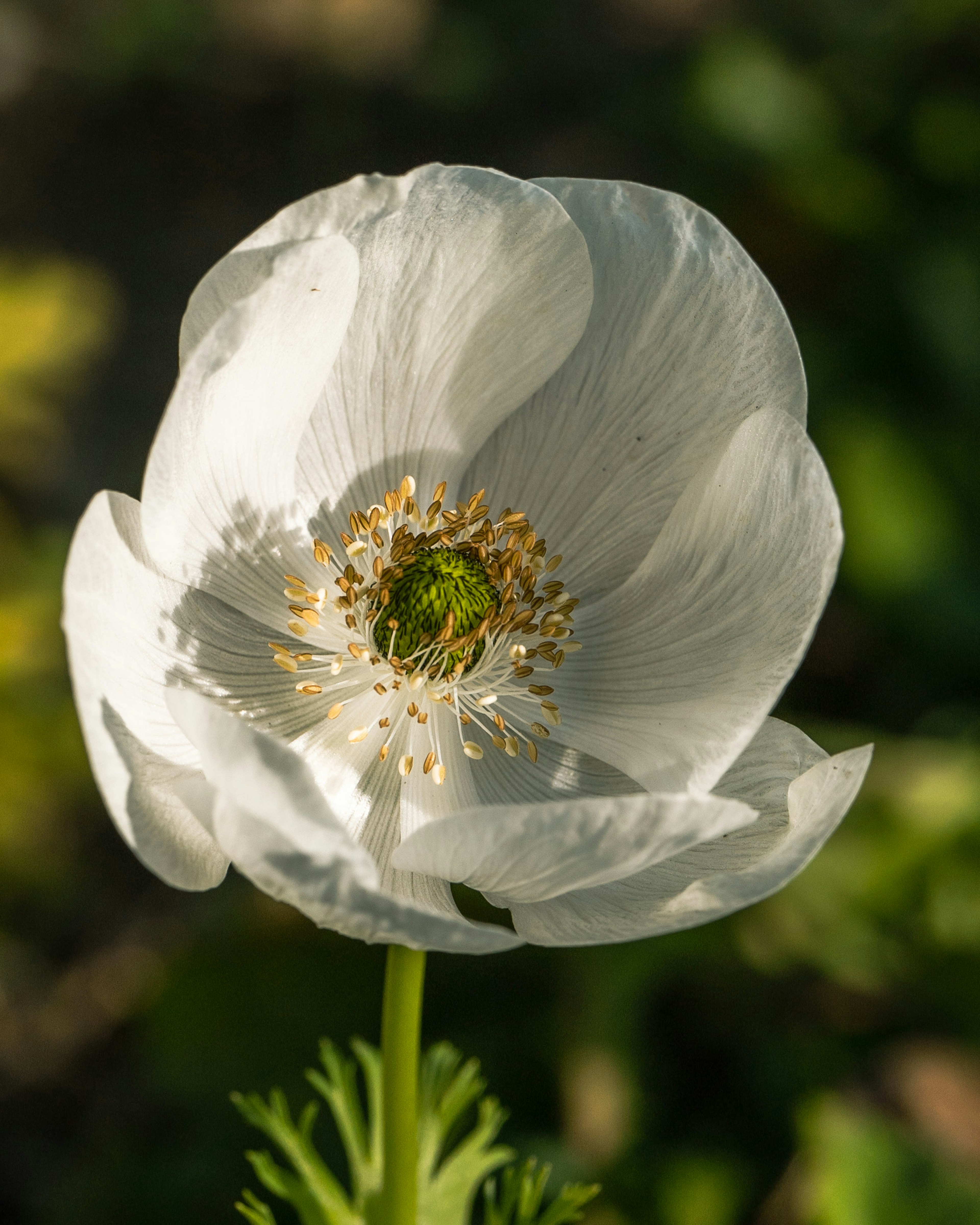 Flor de anémona blanca con estambres amarillos en el centro