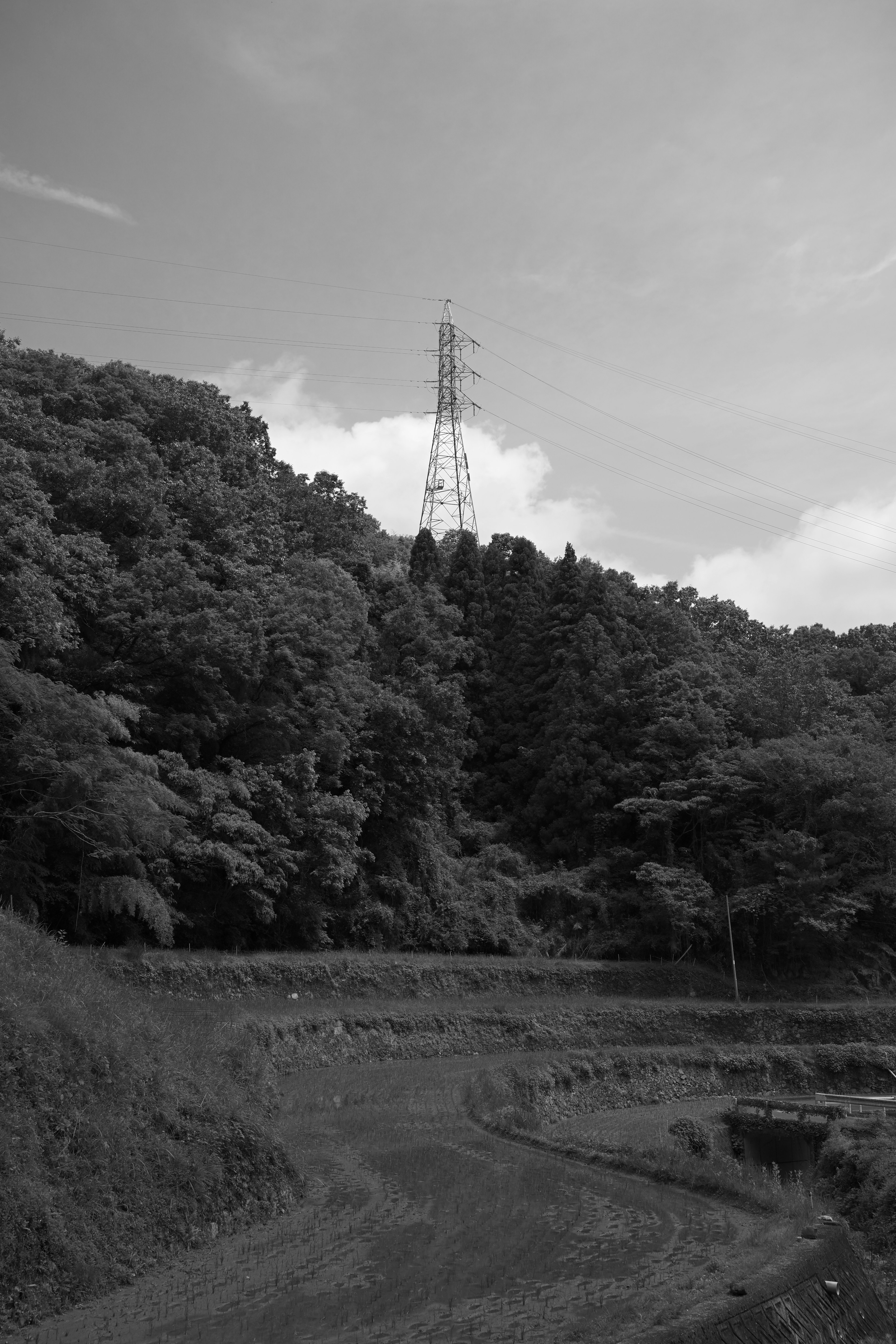 Paisaje en blanco y negro con una torre de comunicación entre la vegetación exuberante