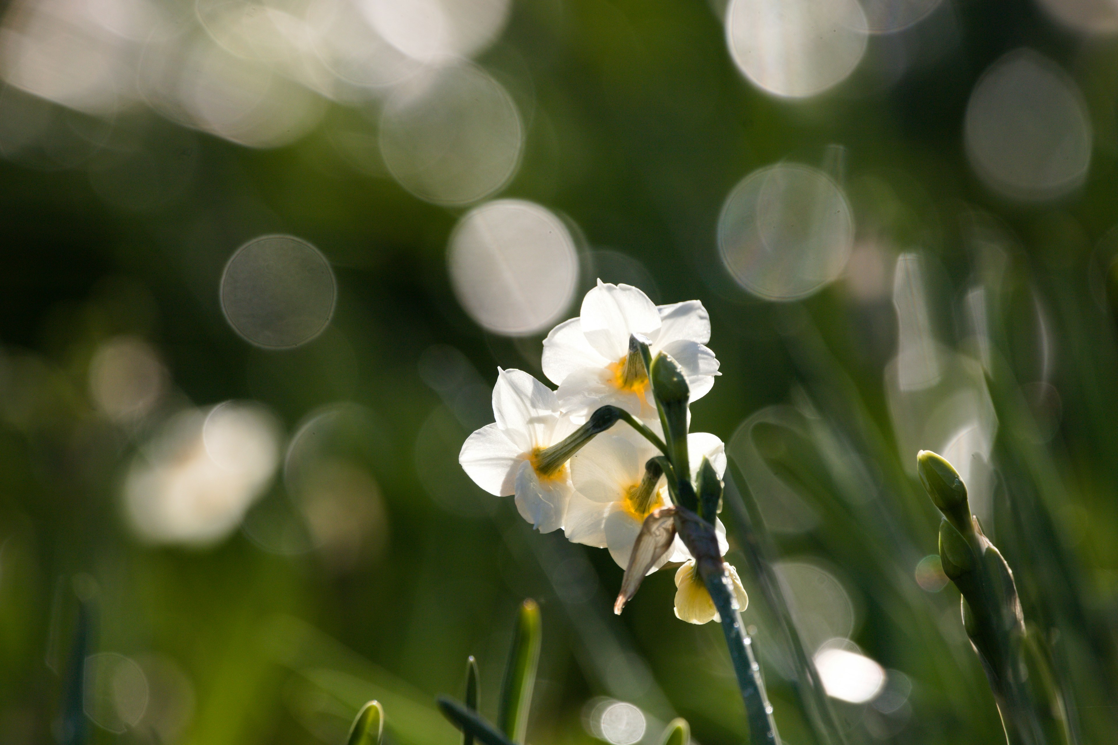 Nahaufnahme einer weißen Blume mit verschwommenem grünem Hintergrund