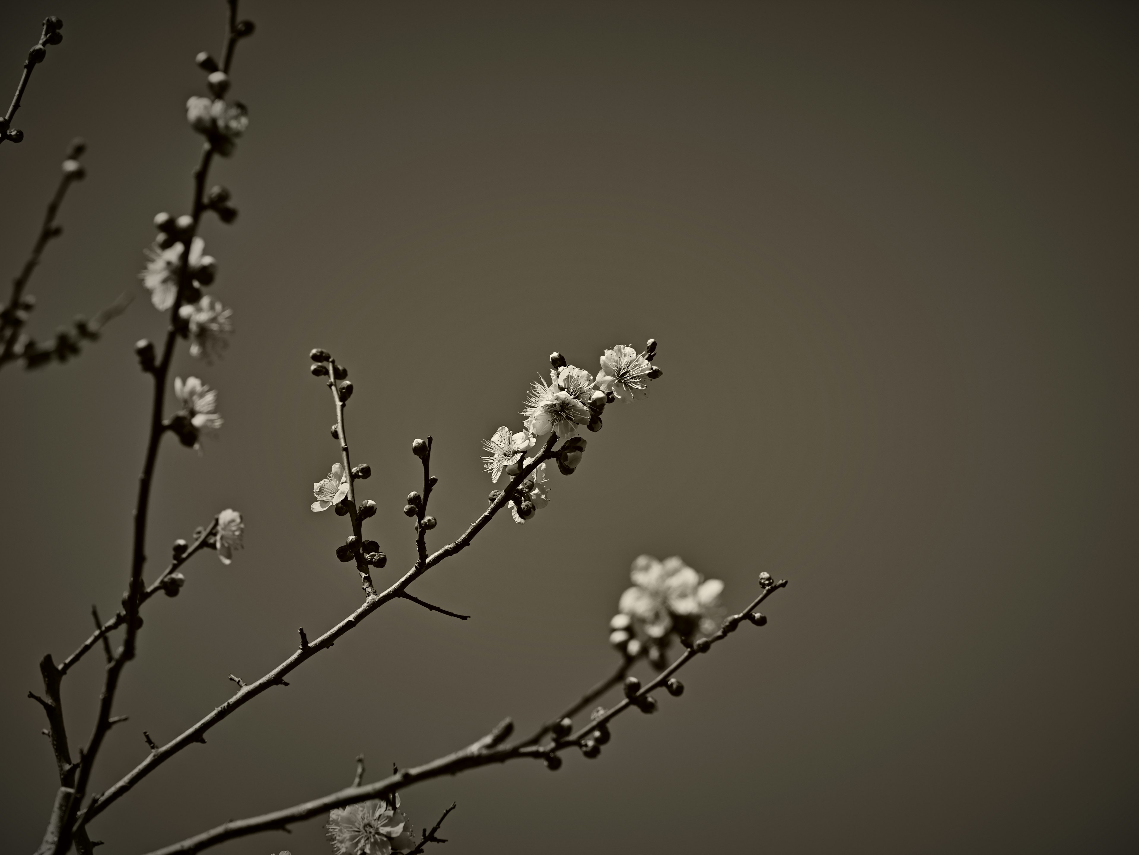 Silhouette of branches with white flowers against a gray background