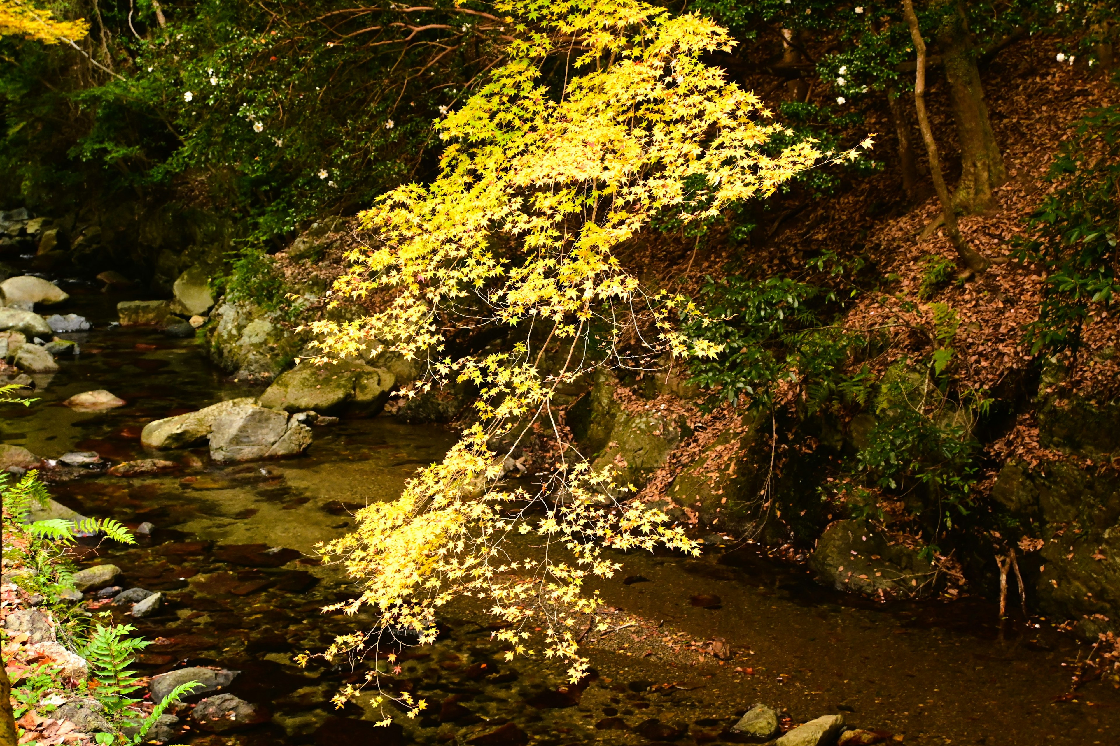 黄色の葉を持つ木と小川の風景