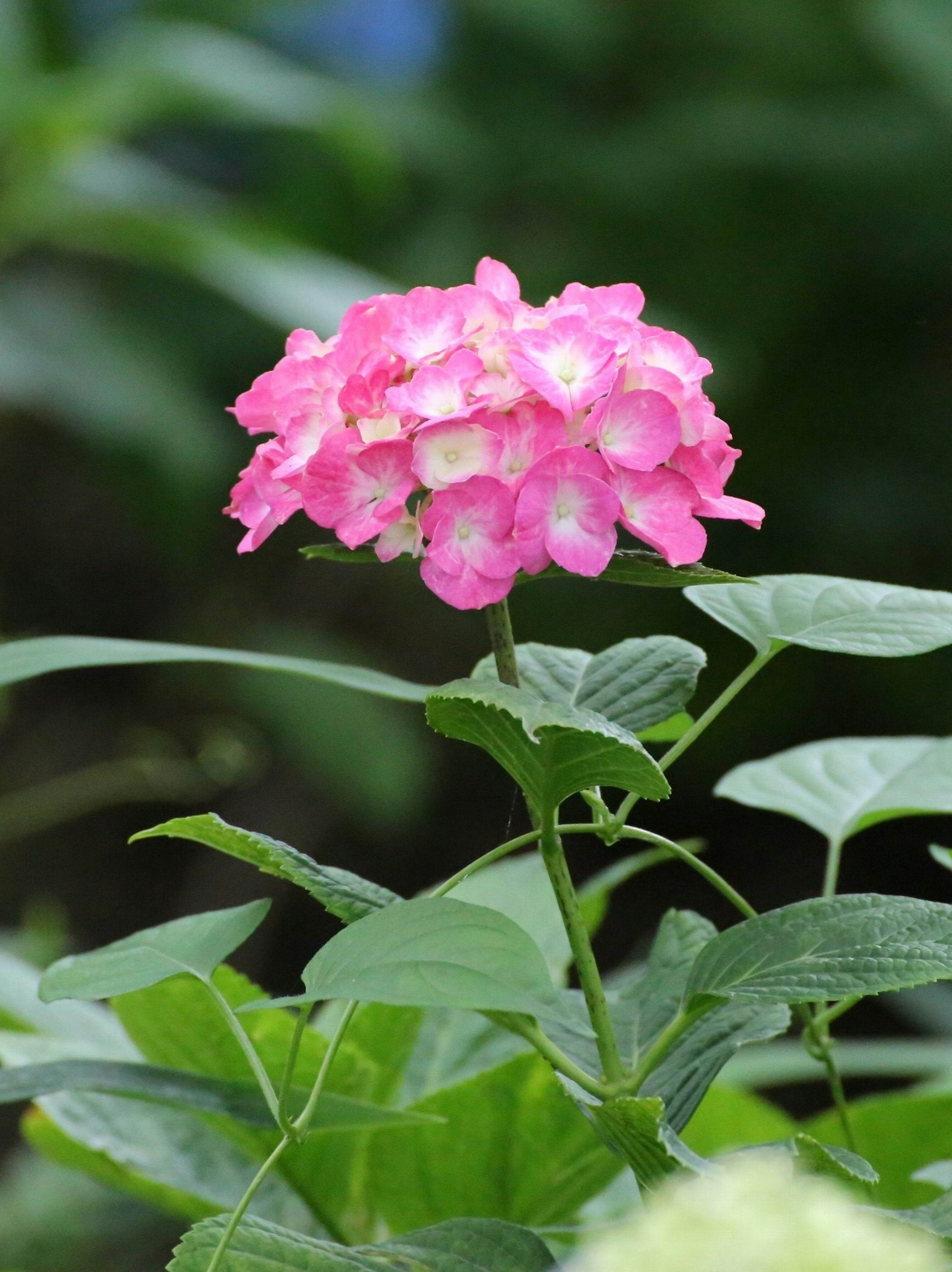 Une plante avec des fleurs roses vives en fleurs