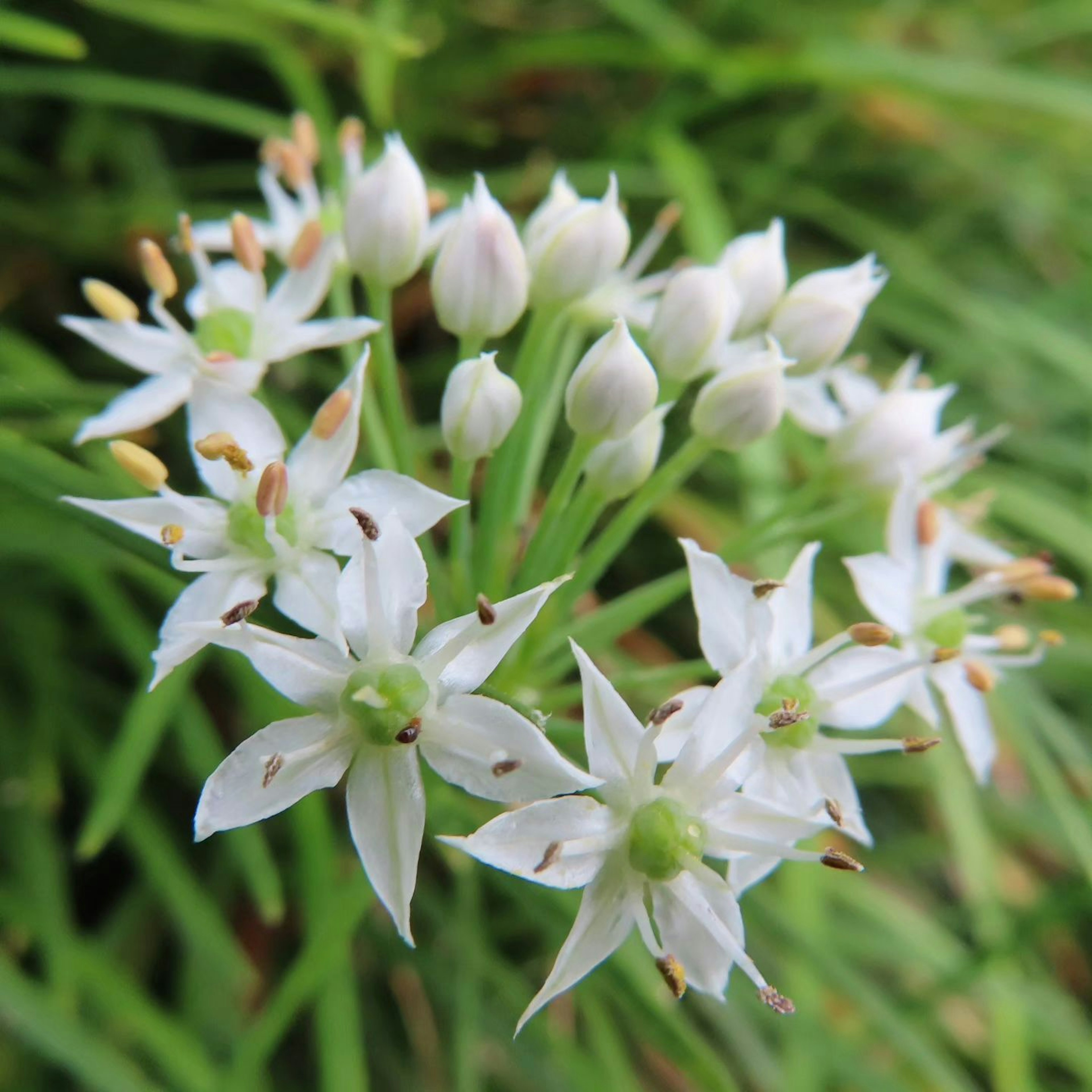 Nahaufnahme einer Gruppe kleiner weißer Blumen