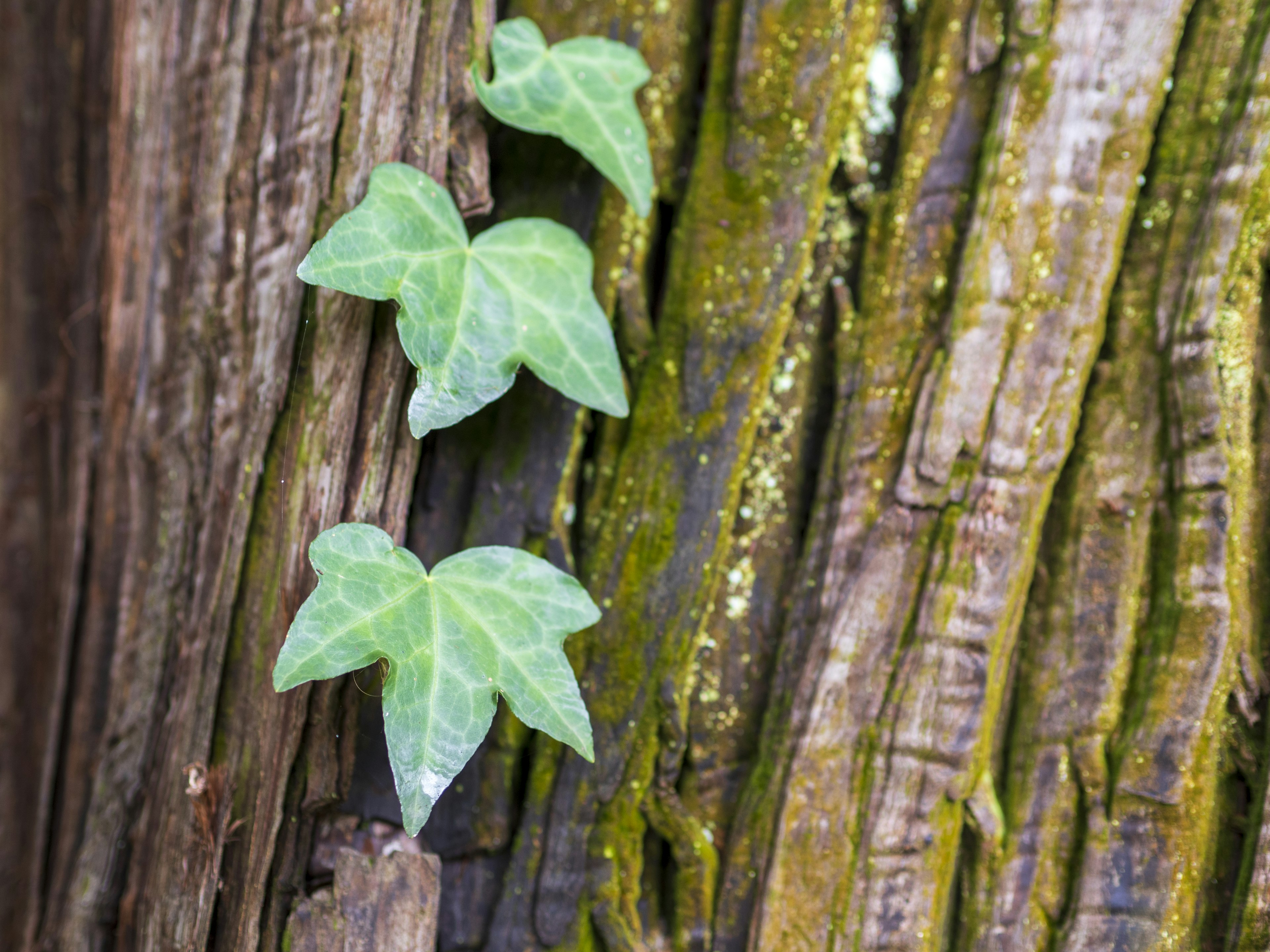 Hojas de hiedra verdes creciendo en un tronco de árbol