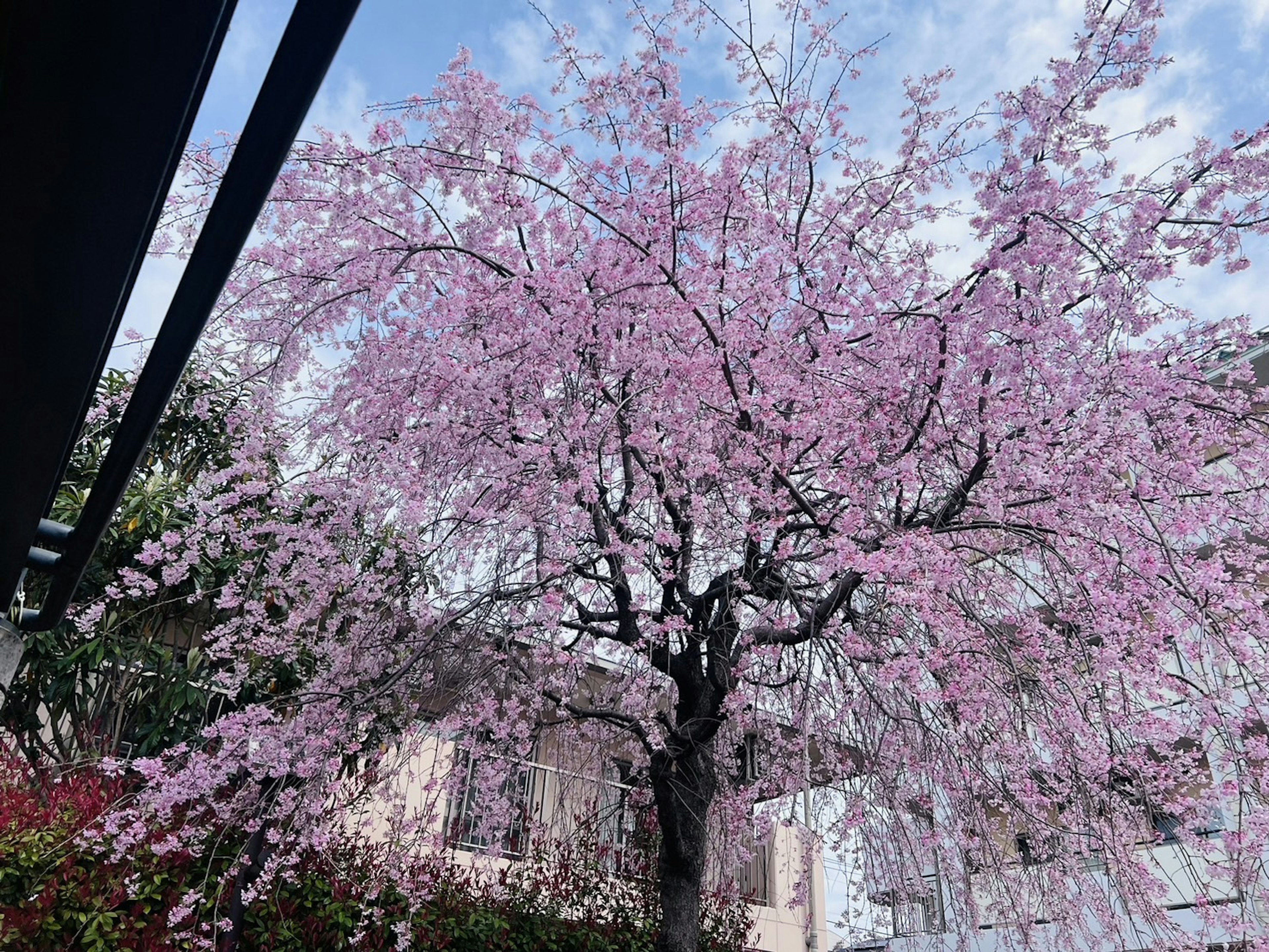 Sebuah pohon sakura yang indah dalam keadaan berbunga penuh dengan bunga pink