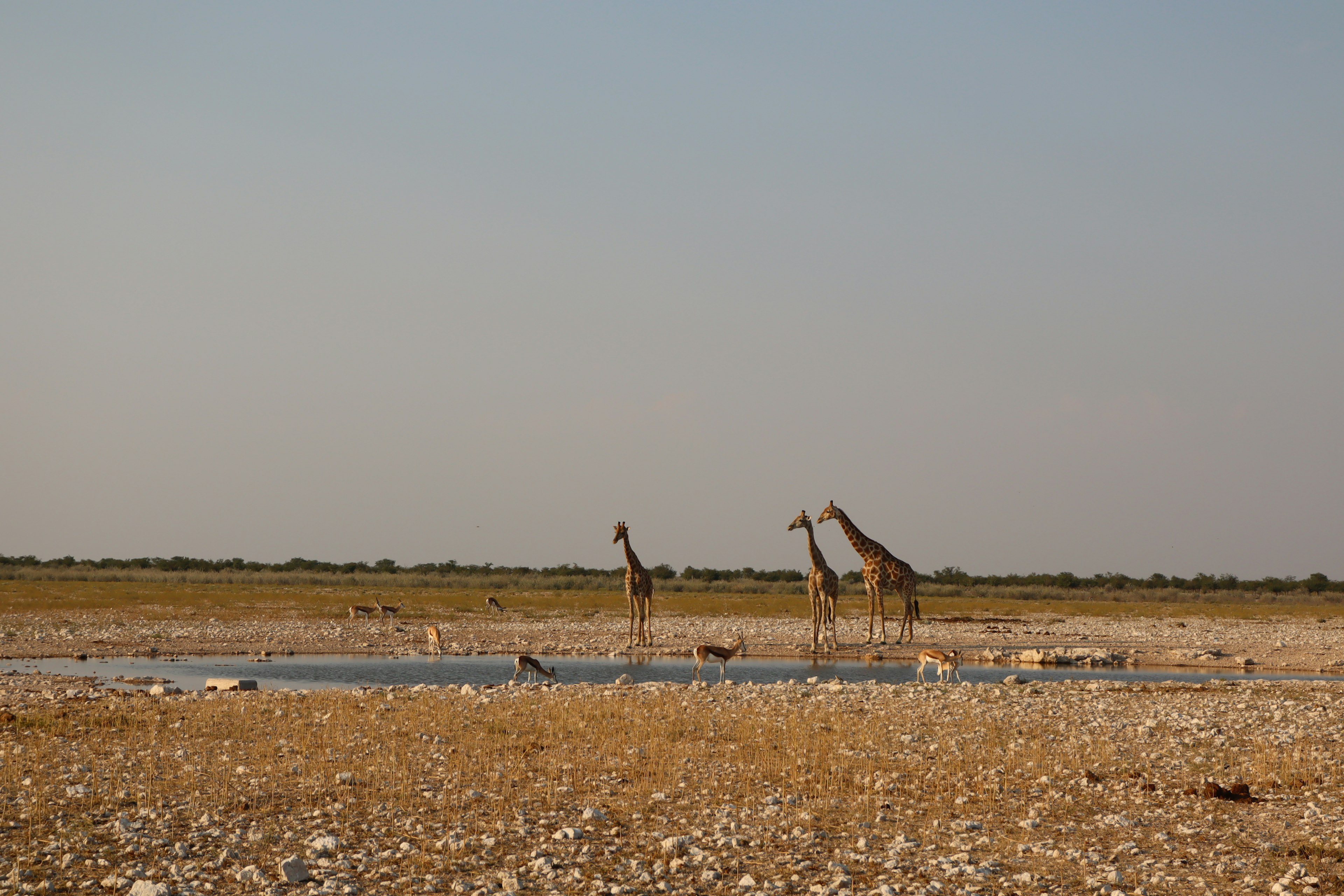 Giraffes drinking water in a dry savanna