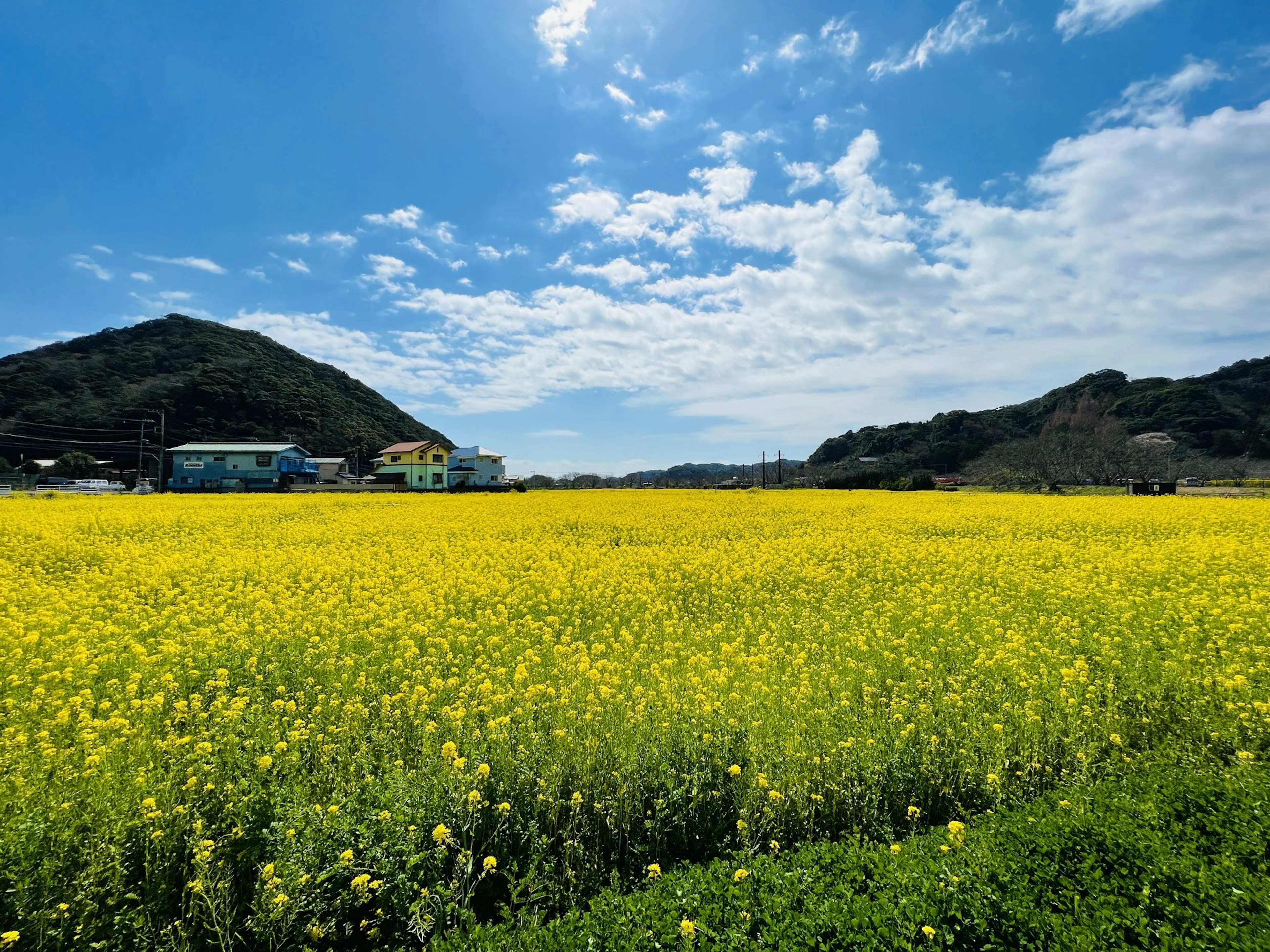 広がる菜の花畑と青空の風景