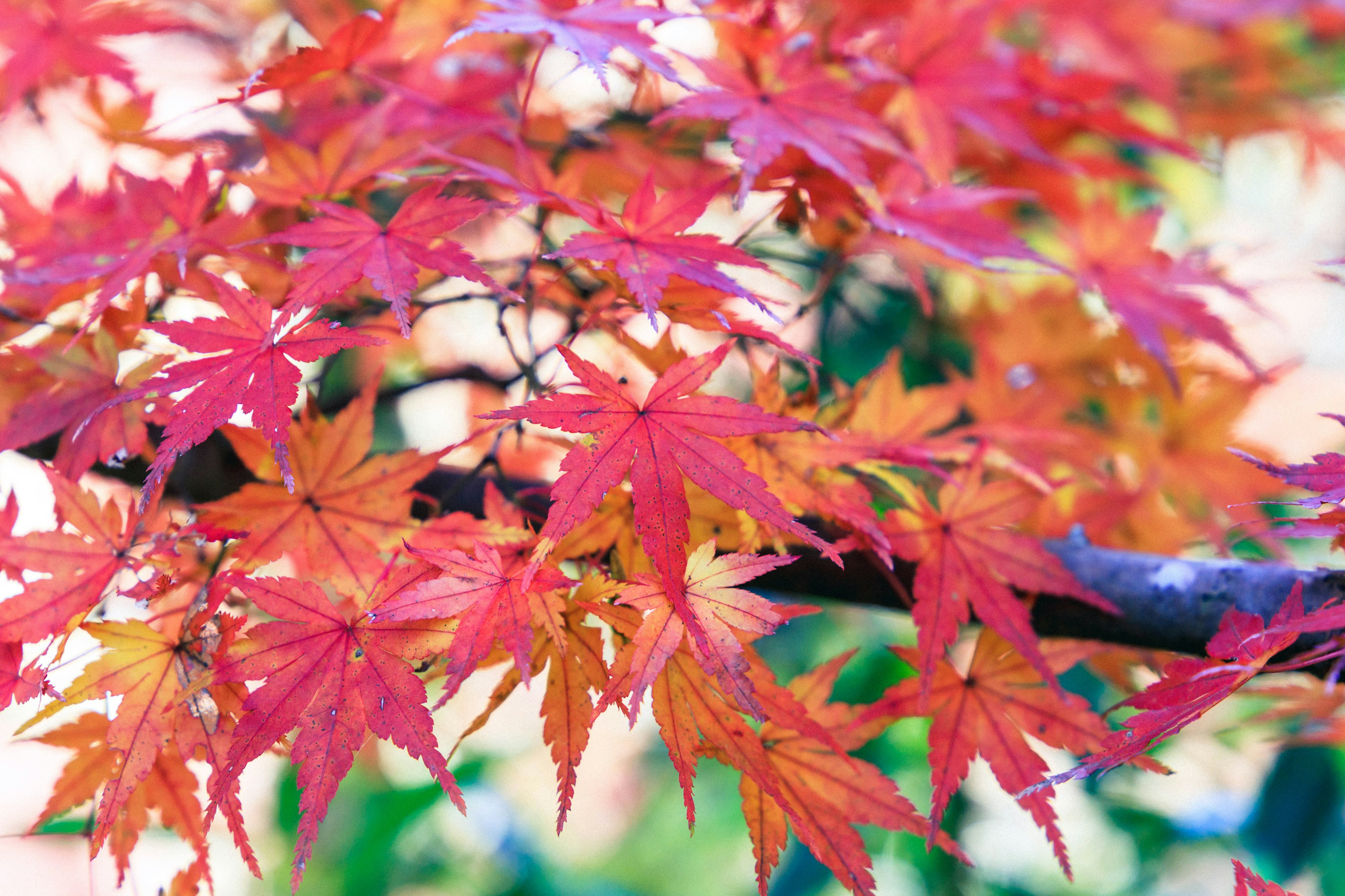 Feuilles rouges et orange vives d'une branche d'érable