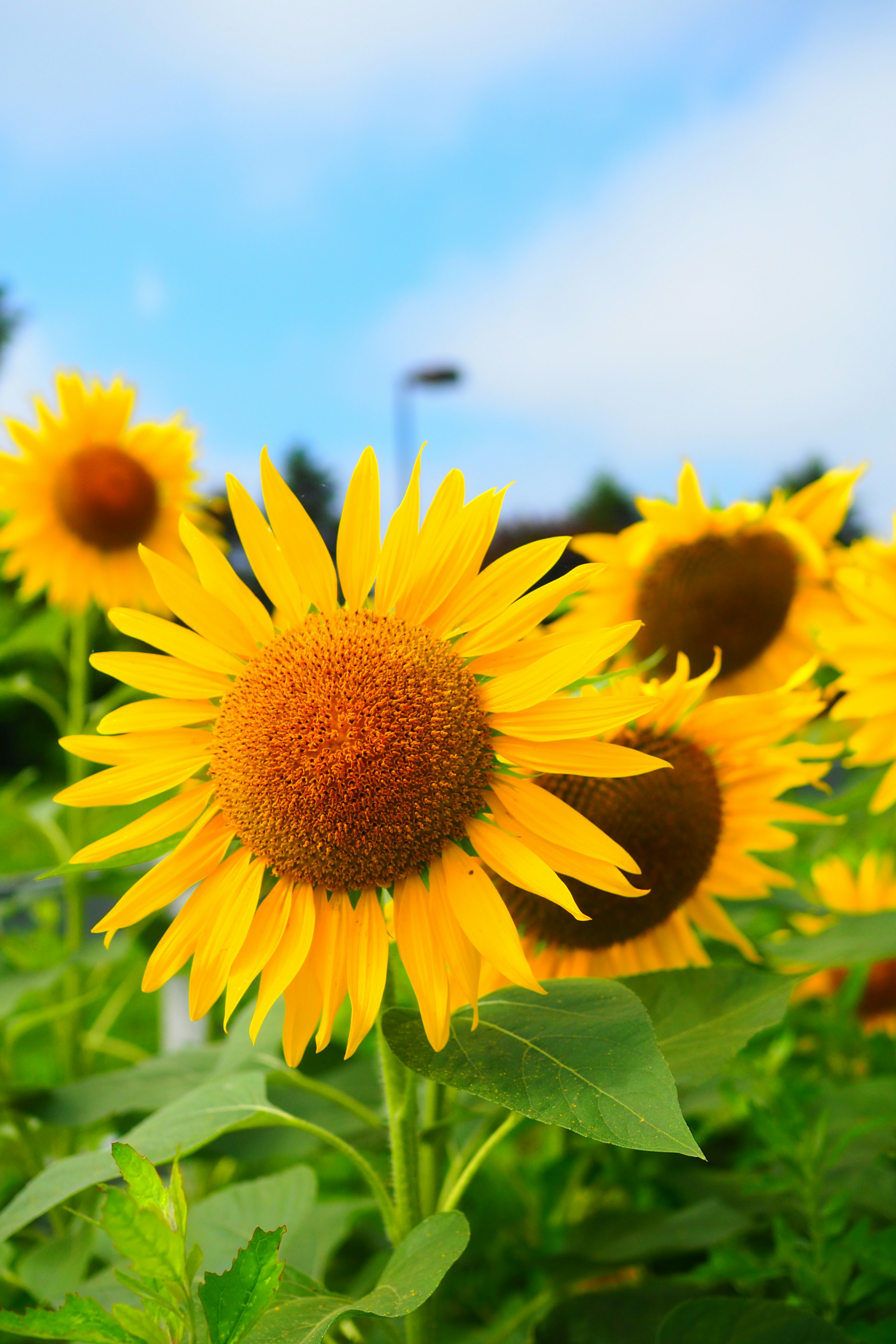 Helle Sonnenblumen blühen unter einem blauen Himmel