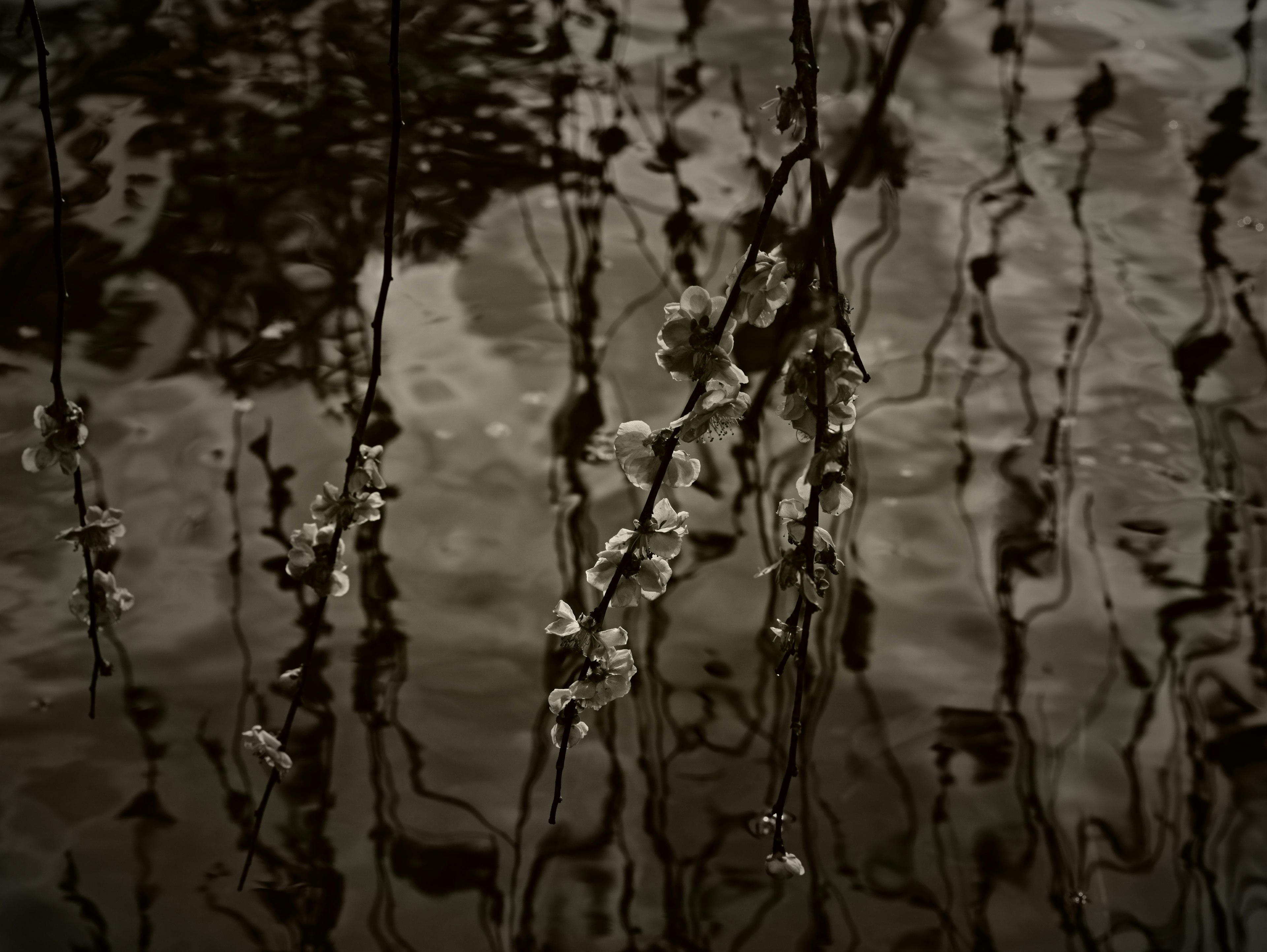 Nahaufnahme von Pflanzenreflexionen und Wassertropfen auf einer dunklen Oberfläche