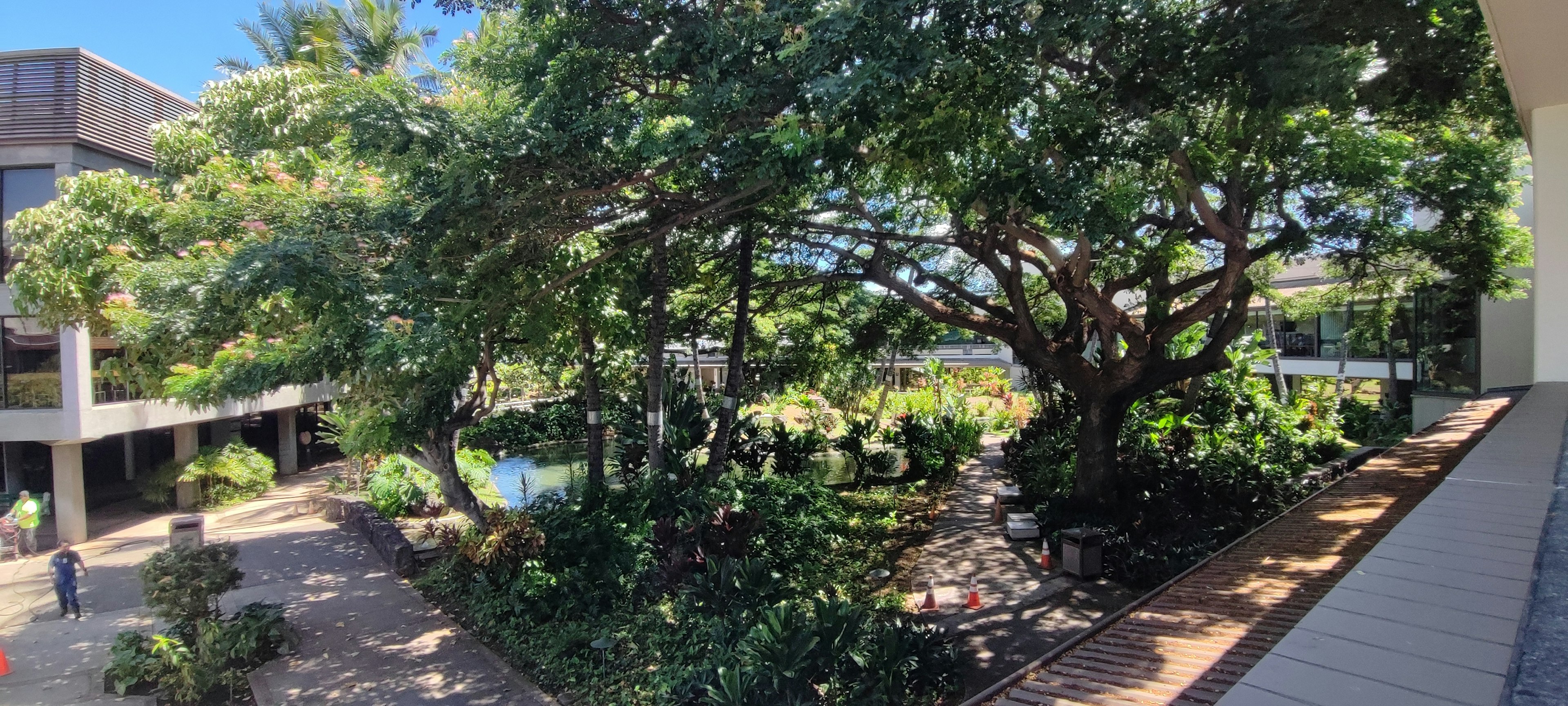 Jardin luxuriant avec un grand arbre et architecture moderne