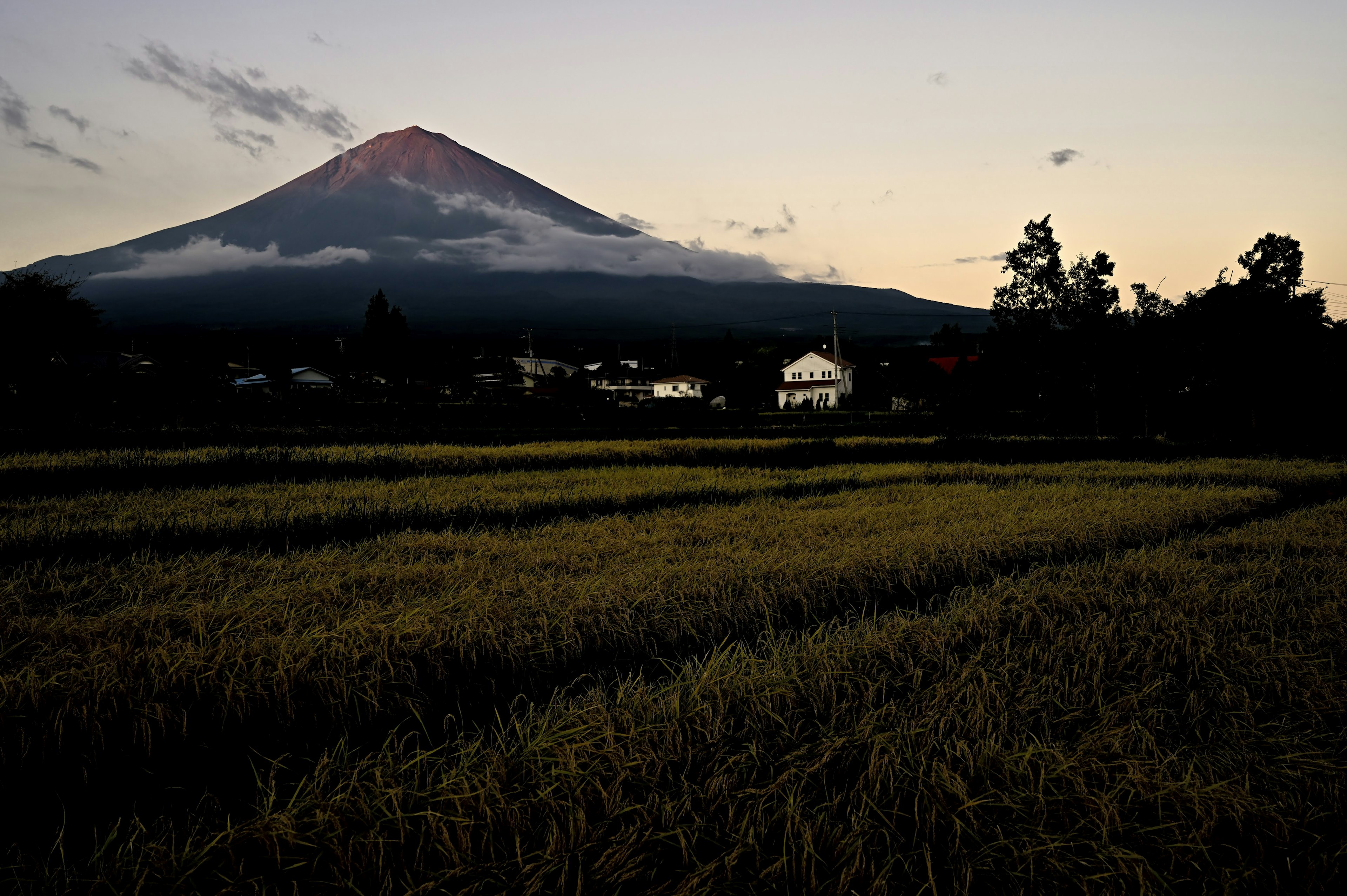 富士山と稲作の風景夕暮れの時間