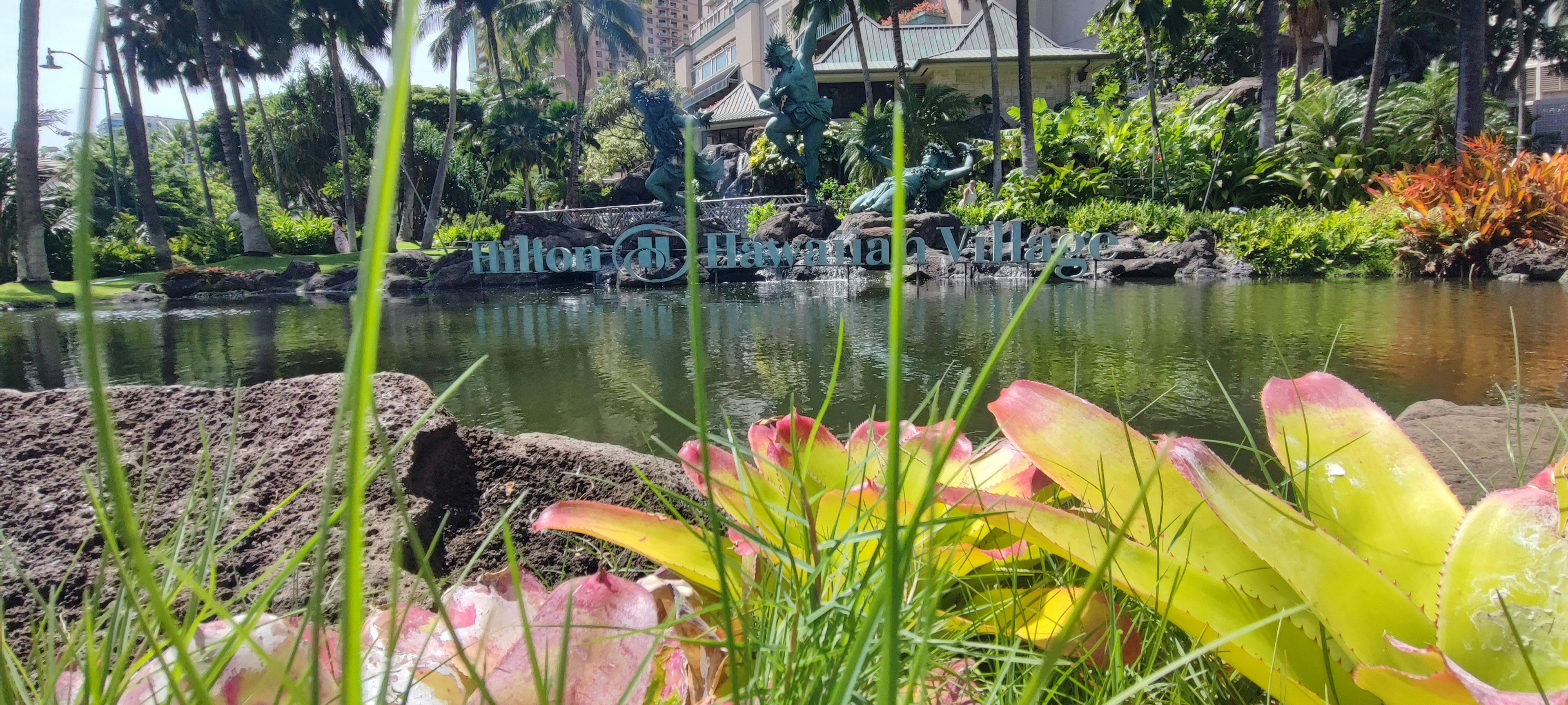 Colorful aquatic plants and green grass near a pond