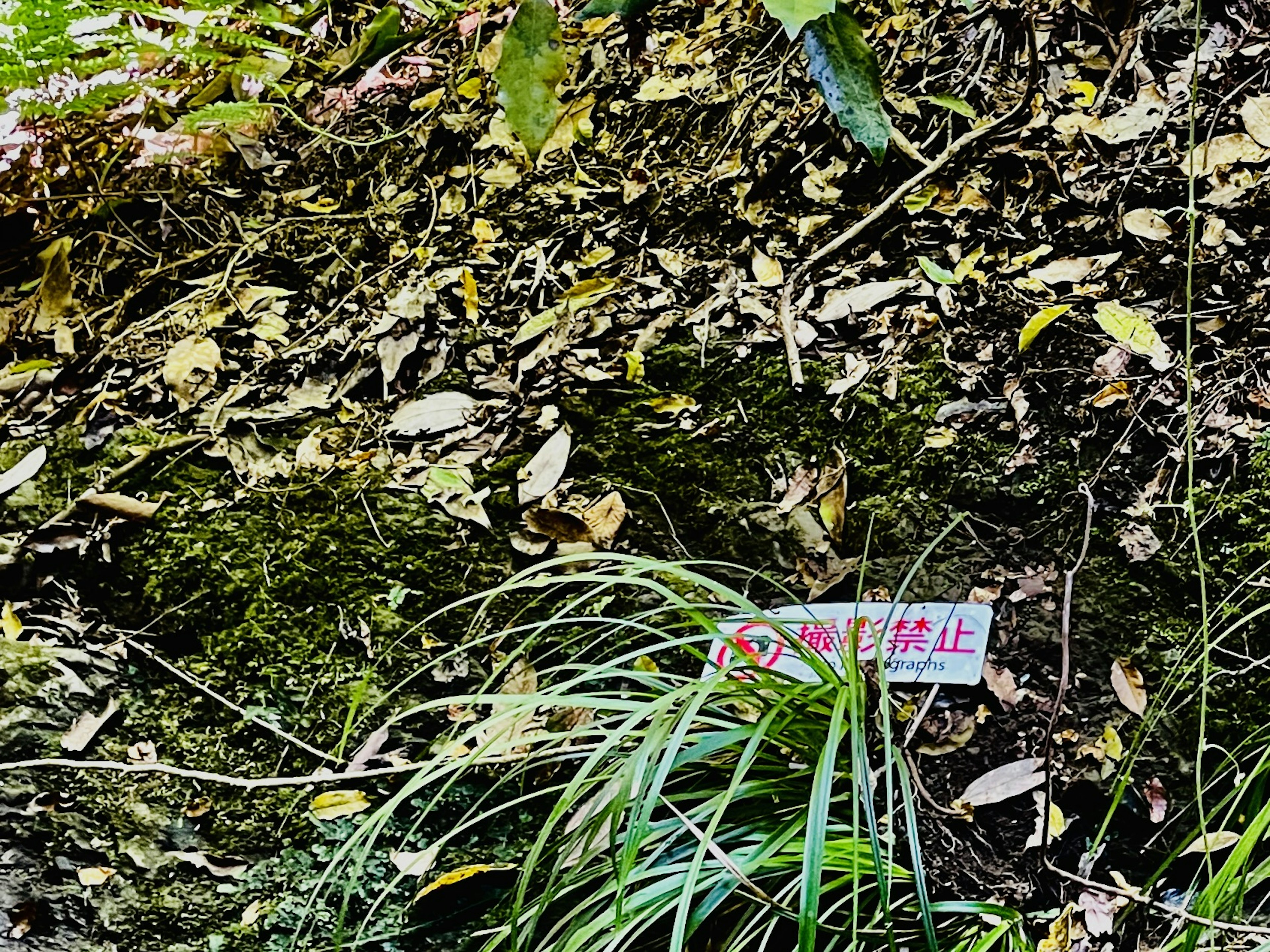 Weißes Schild im Gras und unter fallenden Blättern