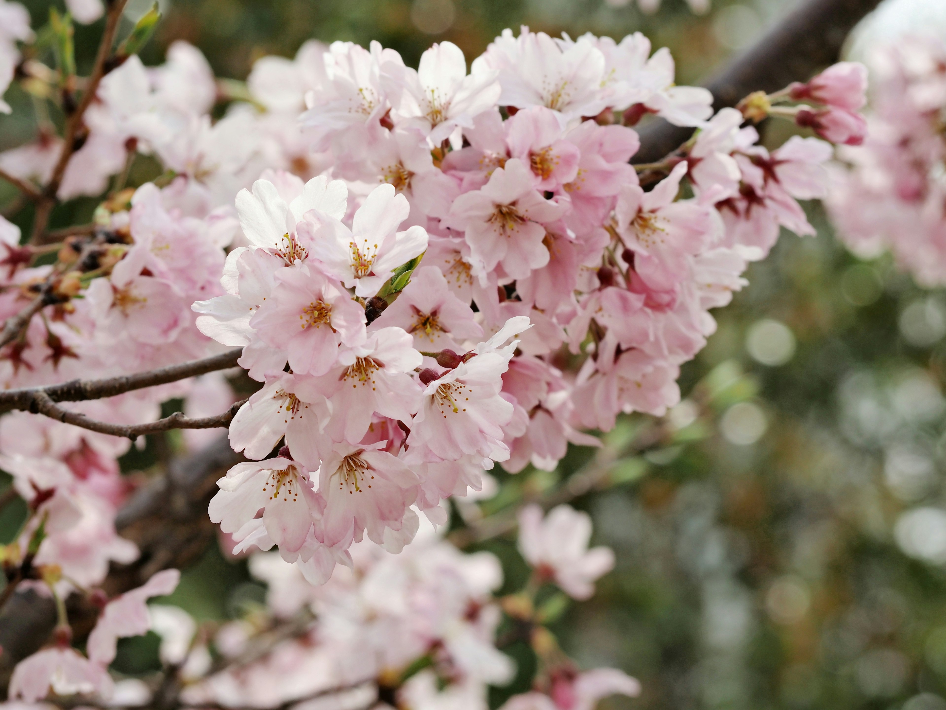 Nahaufnahme von Kirschblütenzweigen in voller Blüte