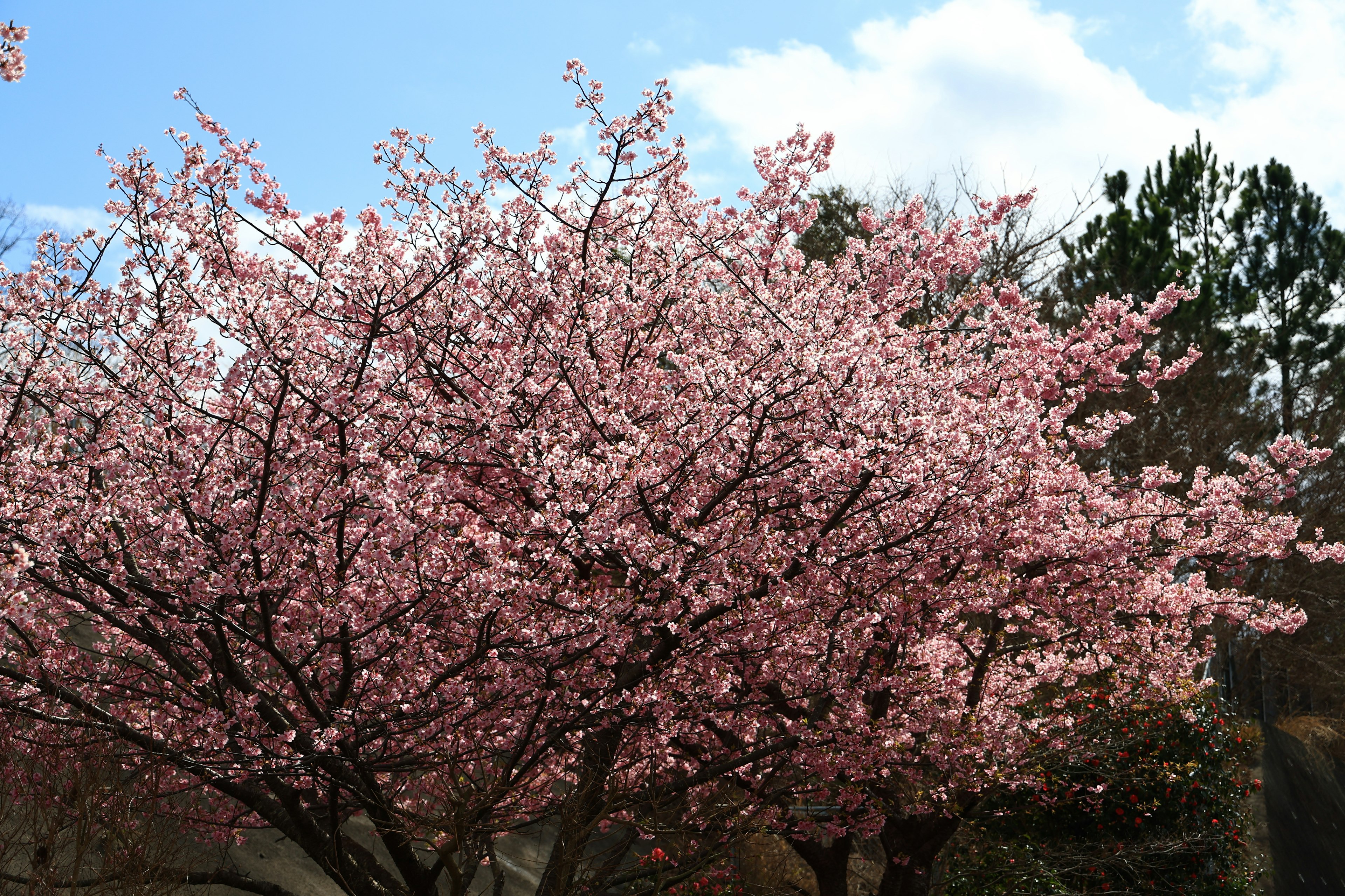 満開の桜の木が青空の下に広がる景色