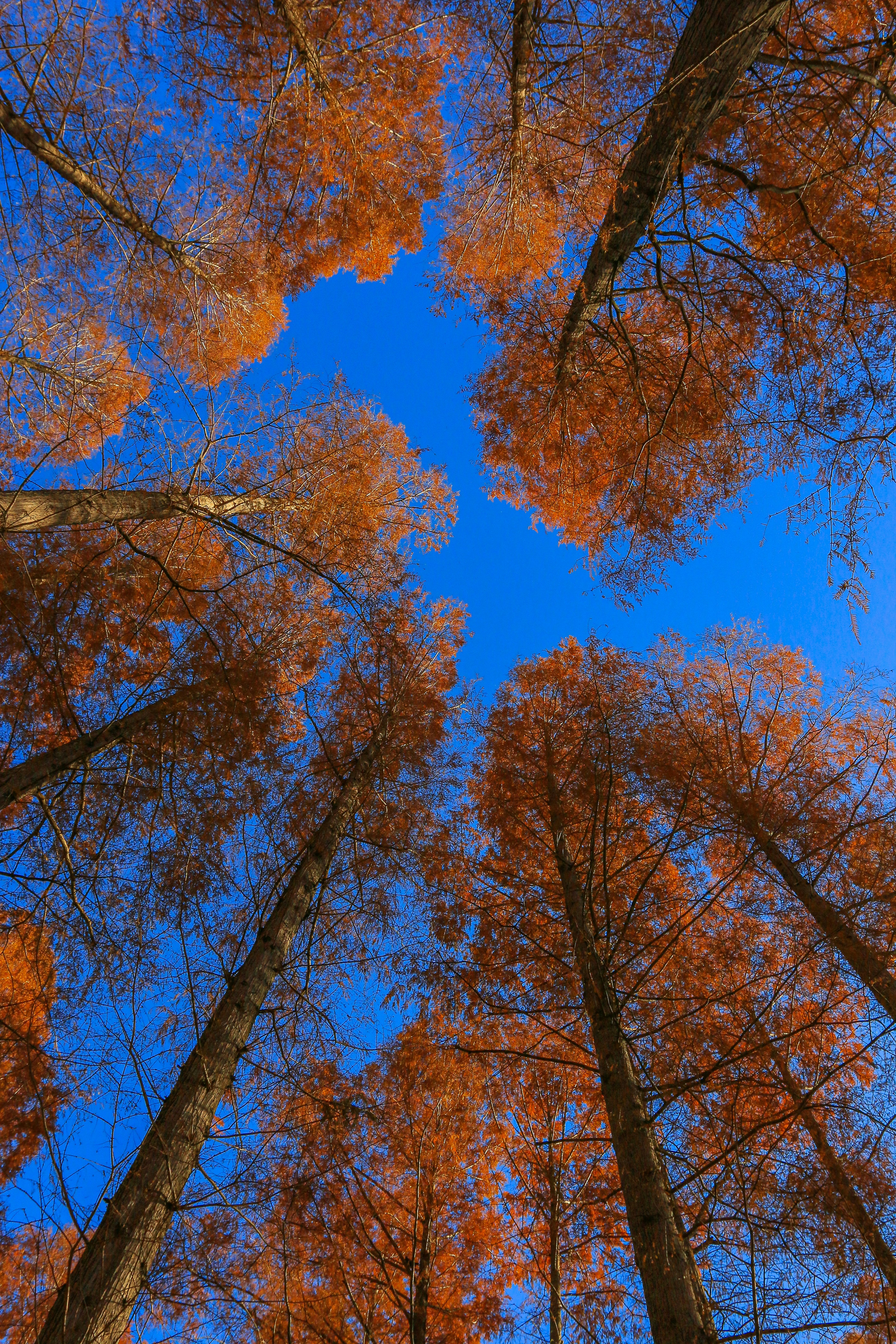 Blick von unten auf orangefarbene Bäume vor blauem Himmel