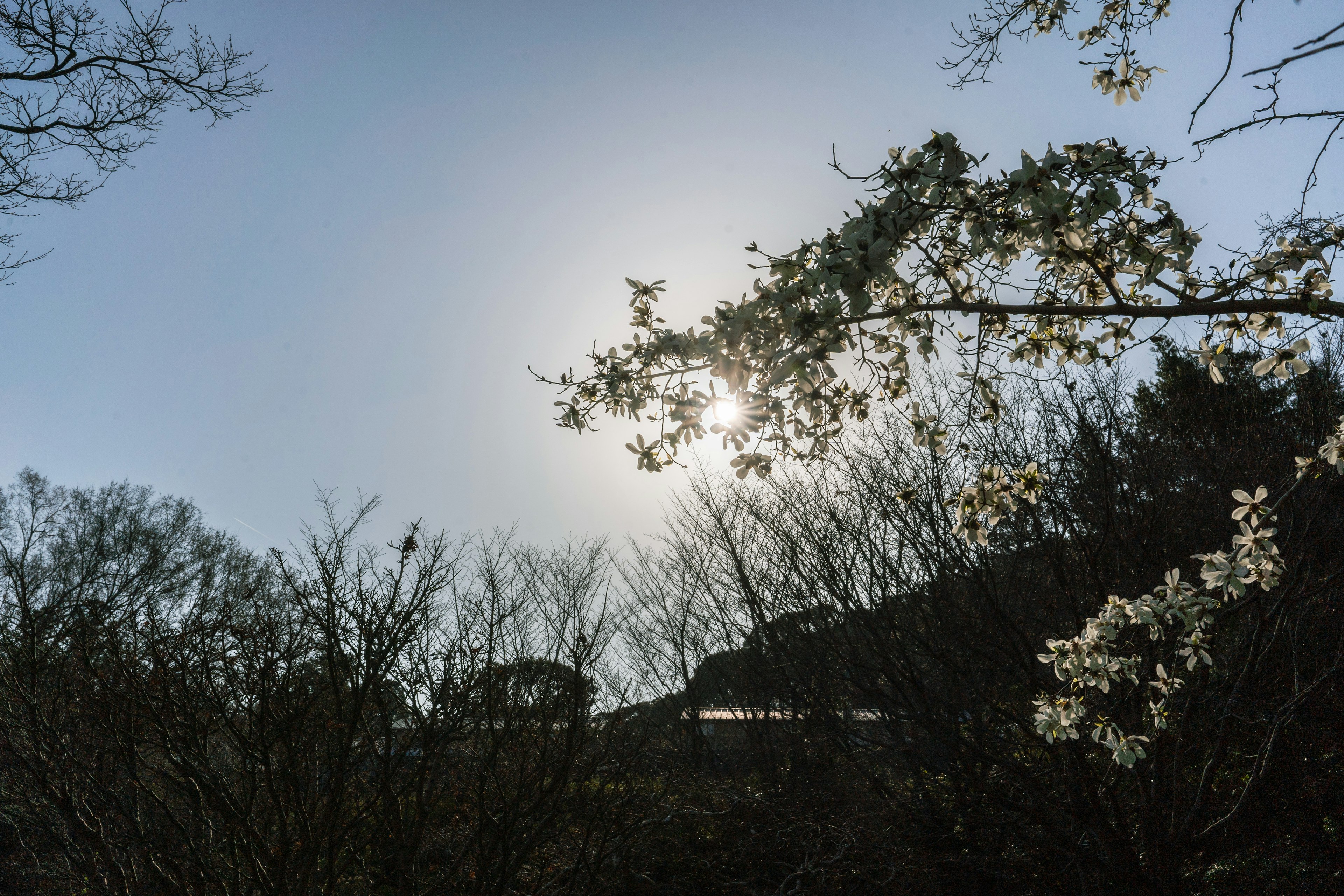 Eine Ansicht von weißen blühenden Bäumen unter einem blauen Himmel mit der Sonne, die scheint