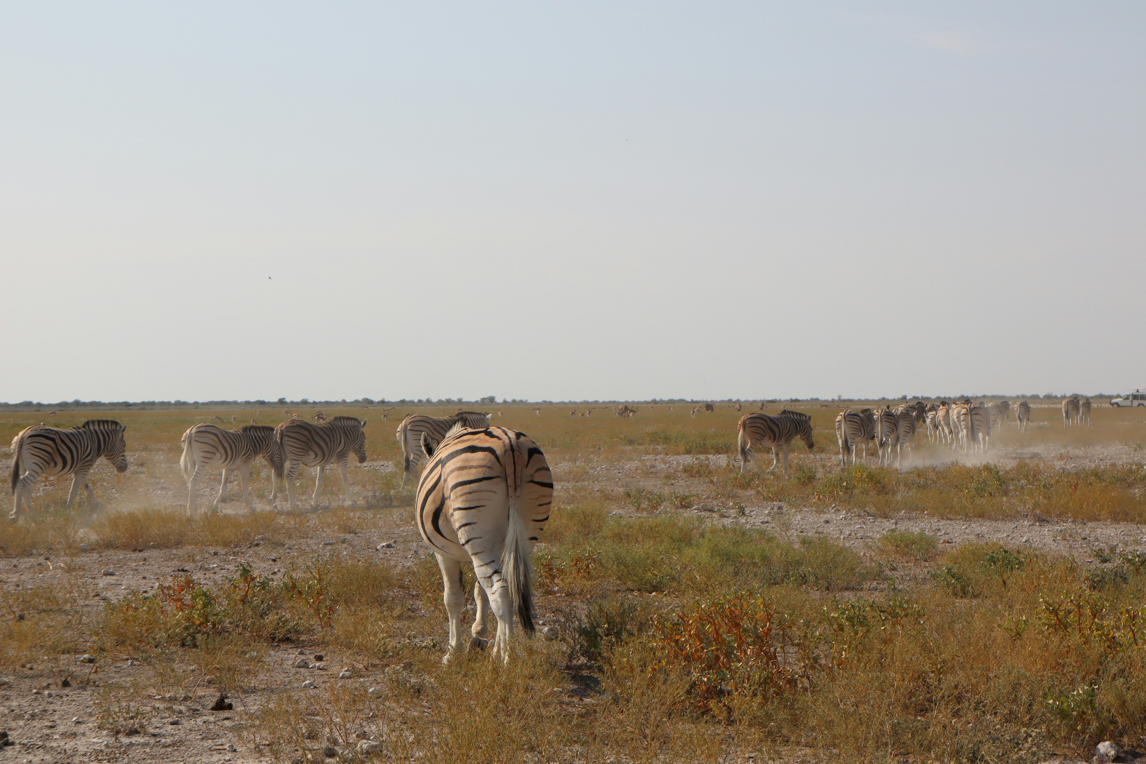 Seekor zebra di savana dengan gajah di latar belakang