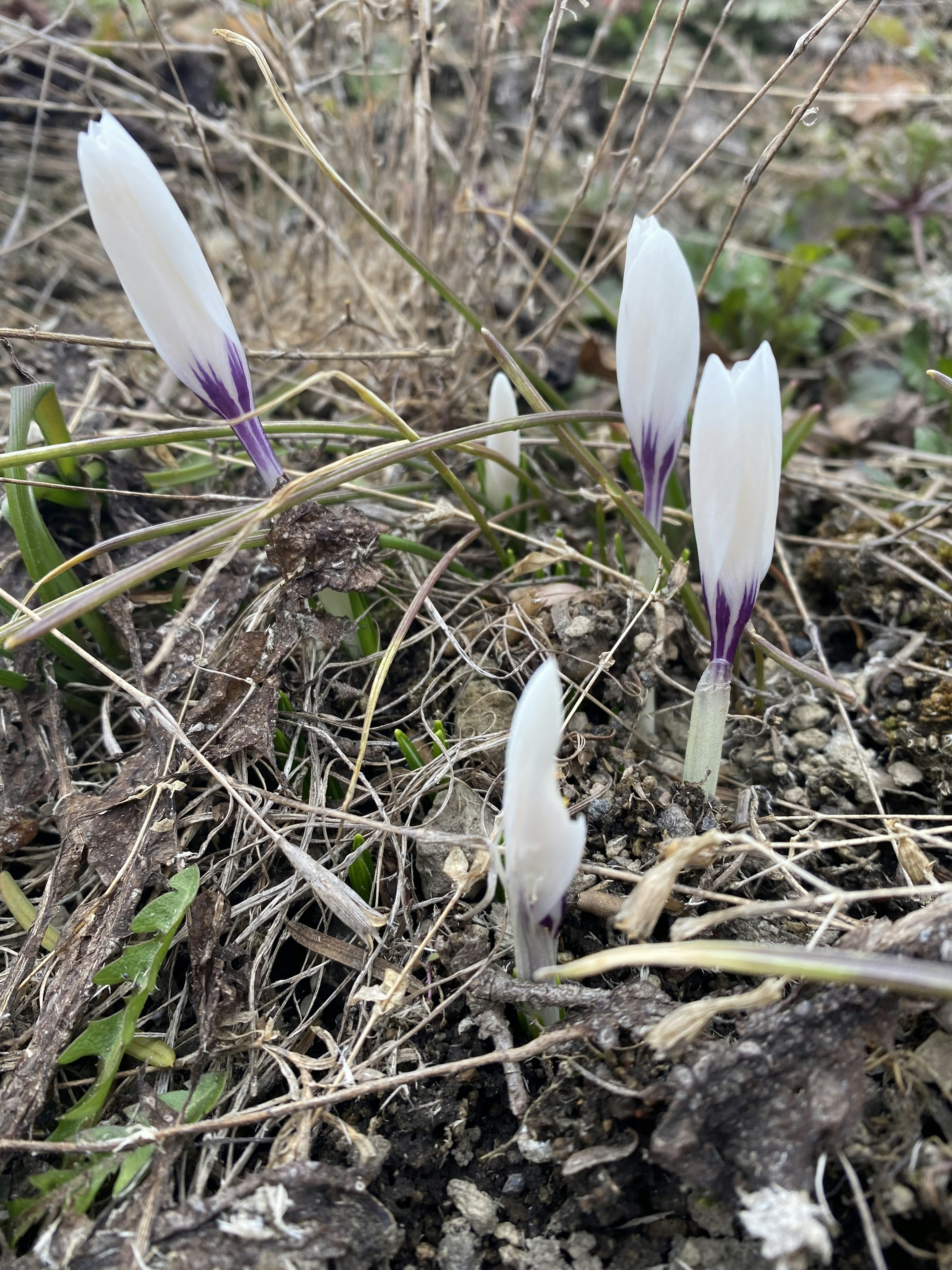 白色花瓣和紫色边缘的番红花芽从地面上冒出来