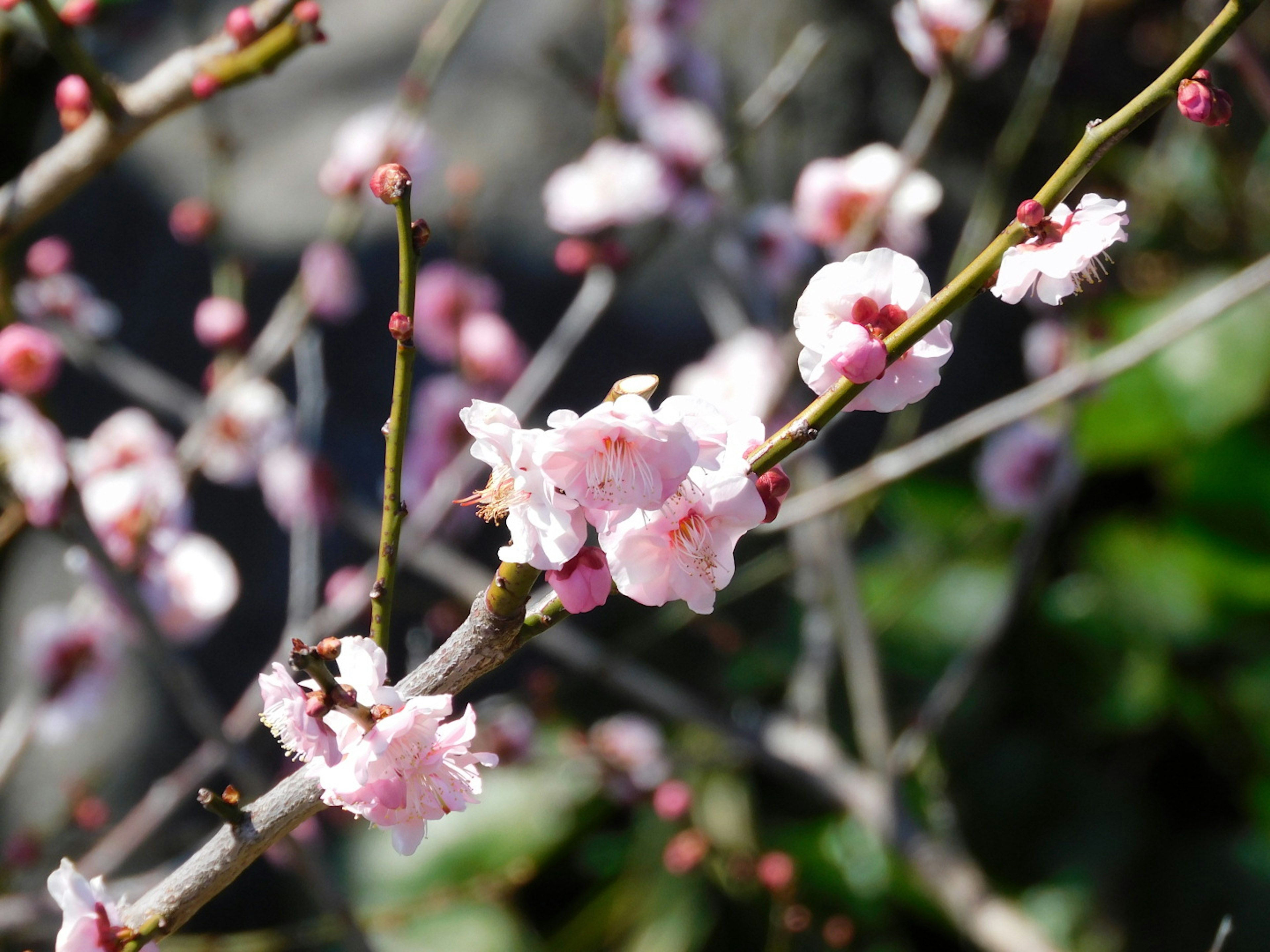 Close-up of cherry blossom flowers on a branch