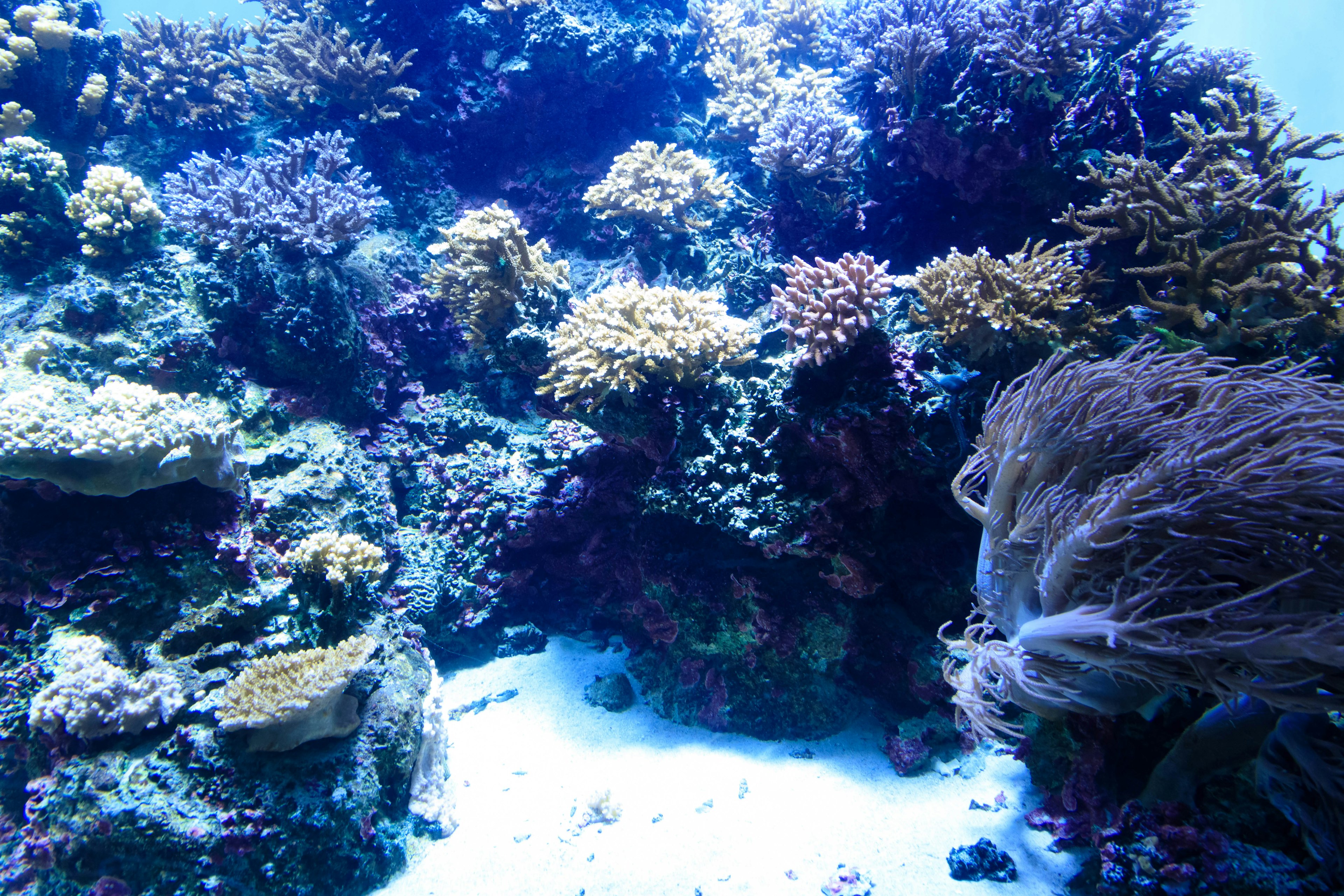 色とりどりのサンゴ礁と海藻が広がる水中の風景