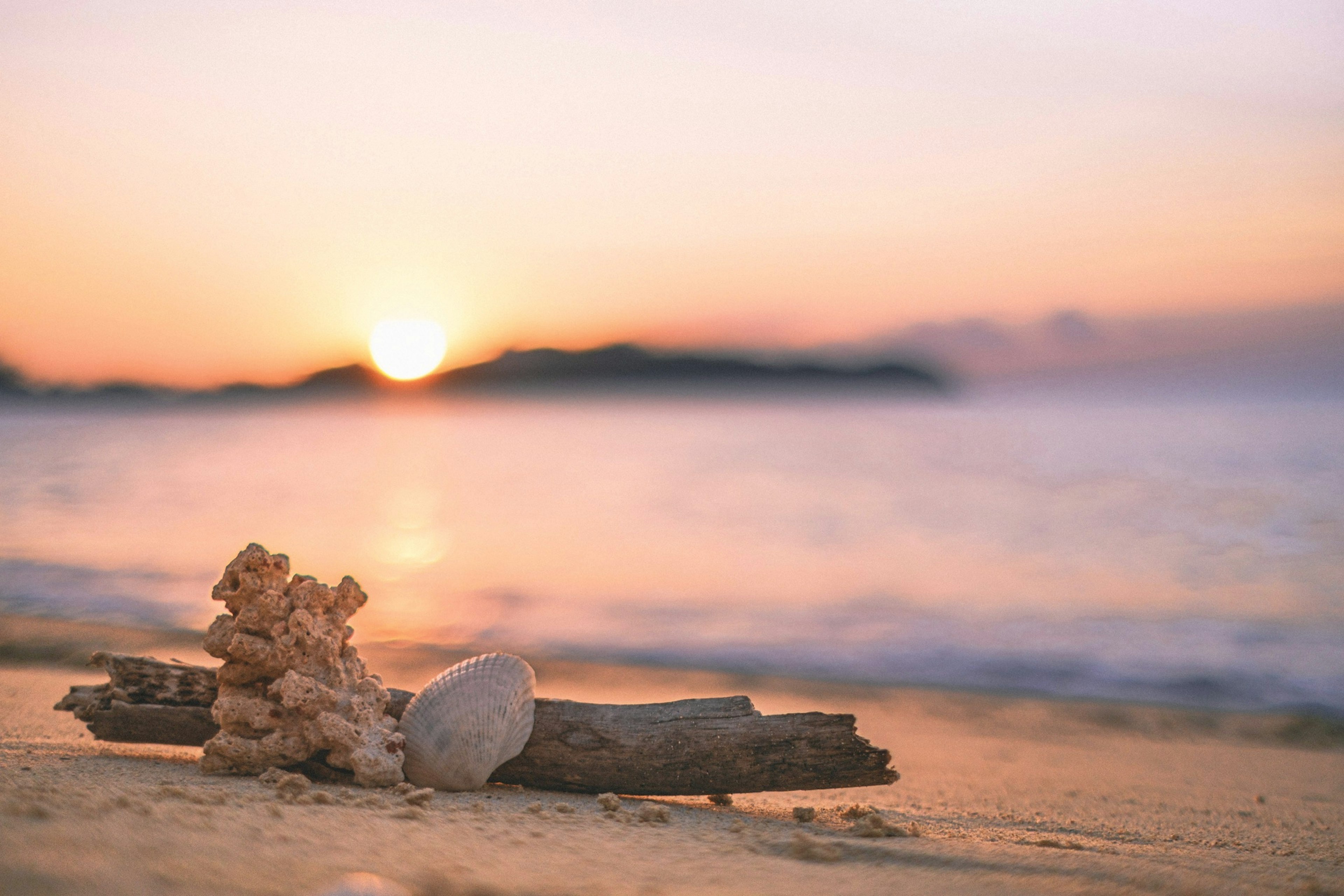 Beach scene with driftwood and seashells at sunset