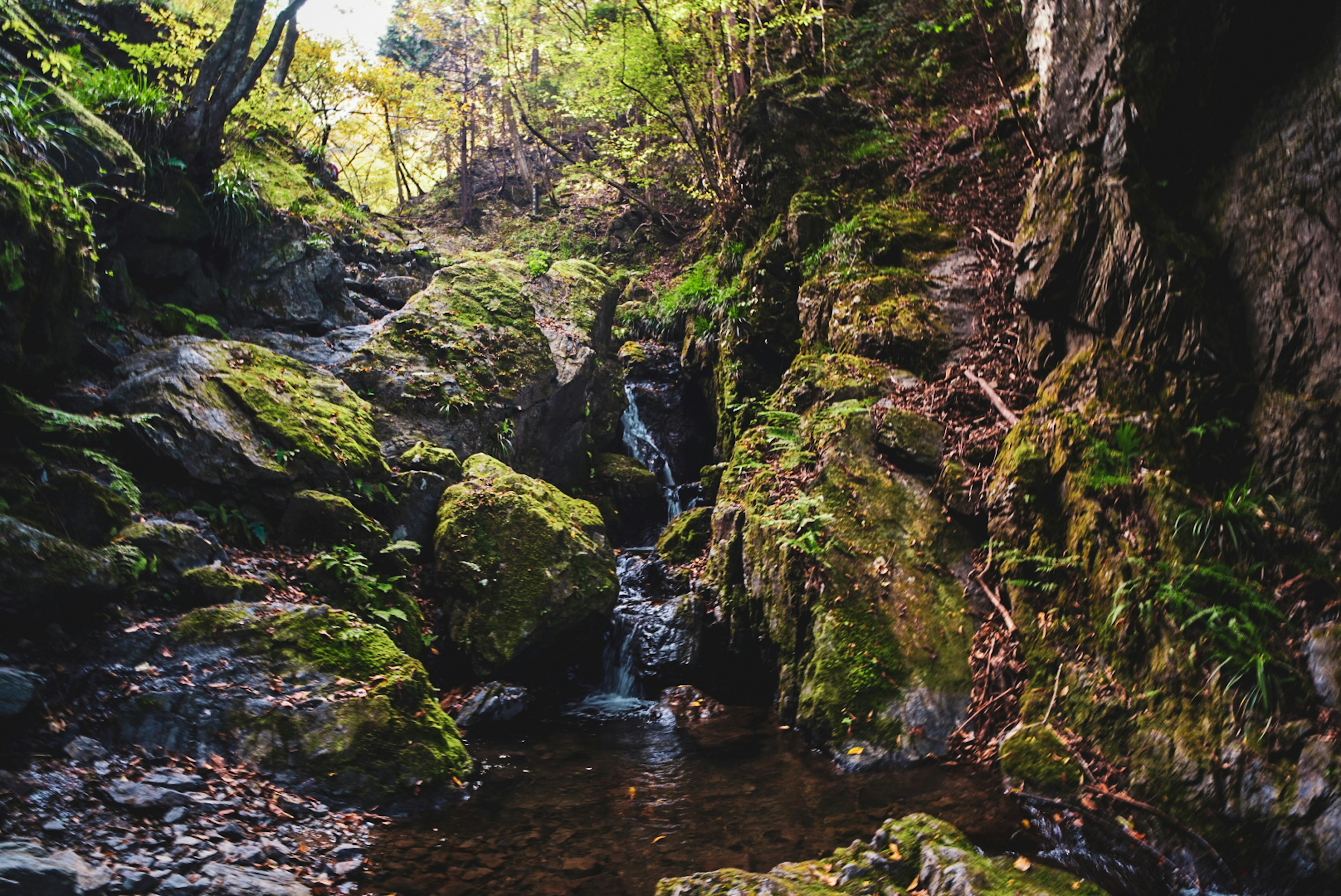 Serene valley scene with moss-covered rocks and a small waterfall