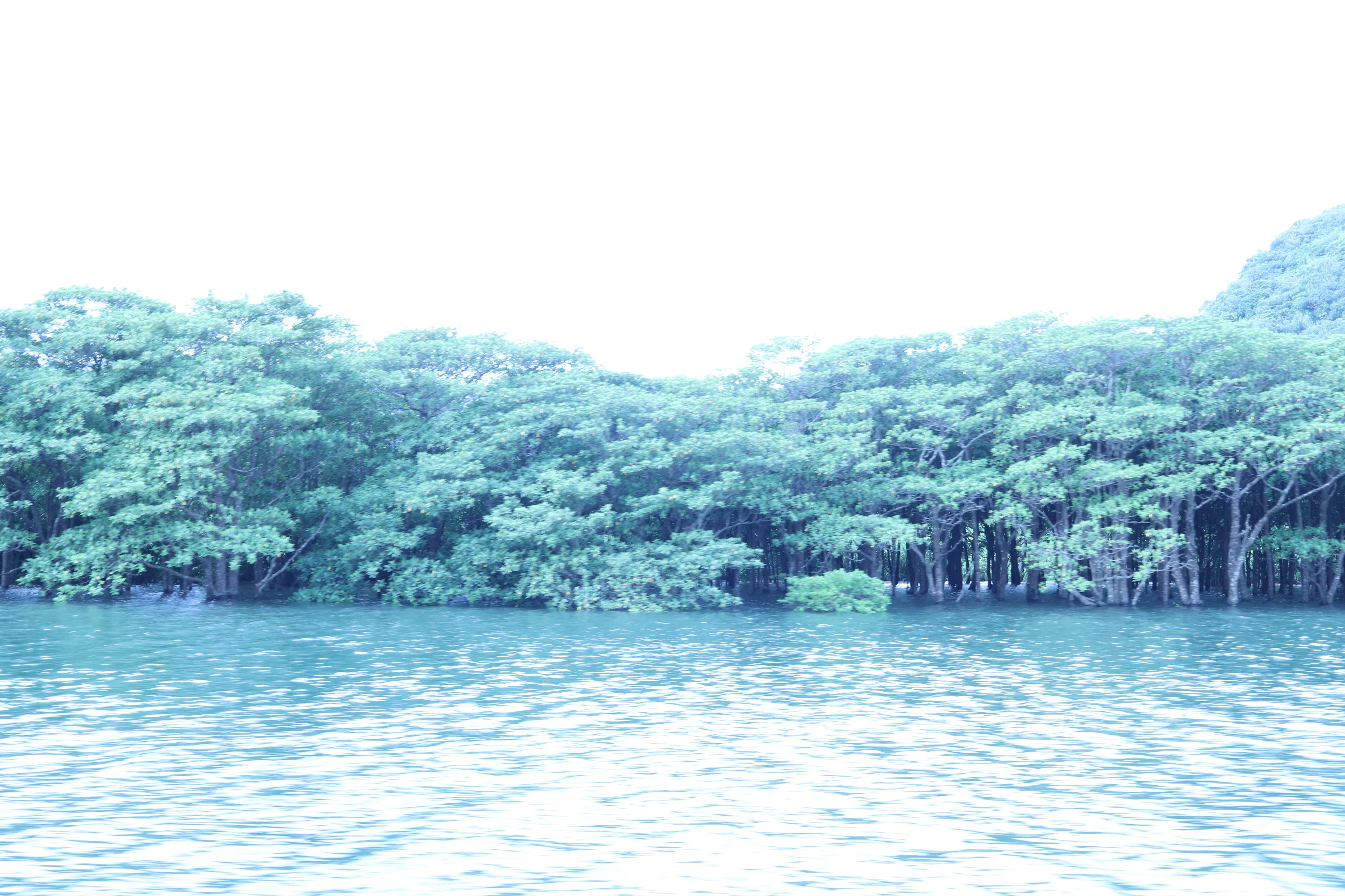 Pemandangan tenang air biru dengan pepohonan hijau subur di tepi